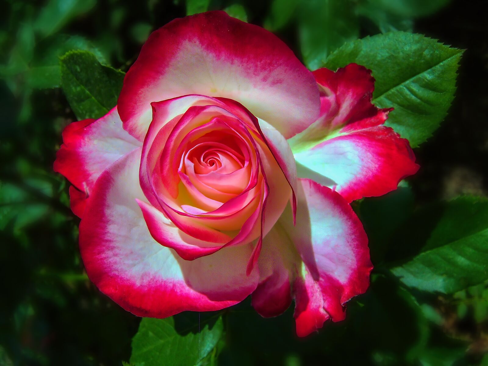 Fujifilm FinePix F700 sample photo. Flower, rose, bloom photography