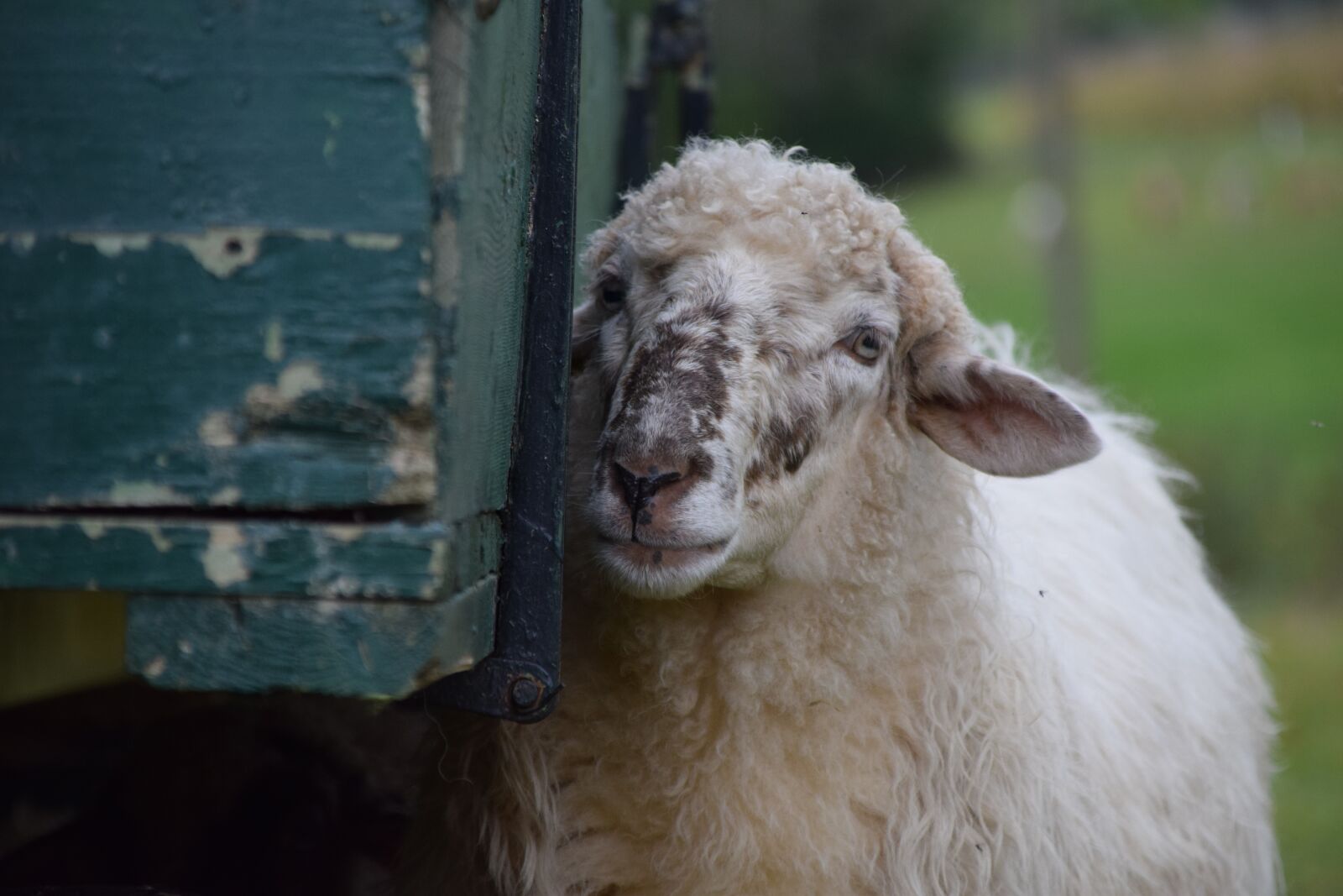 Nikon D3300 sample photo. Sheep, white, livestock photography