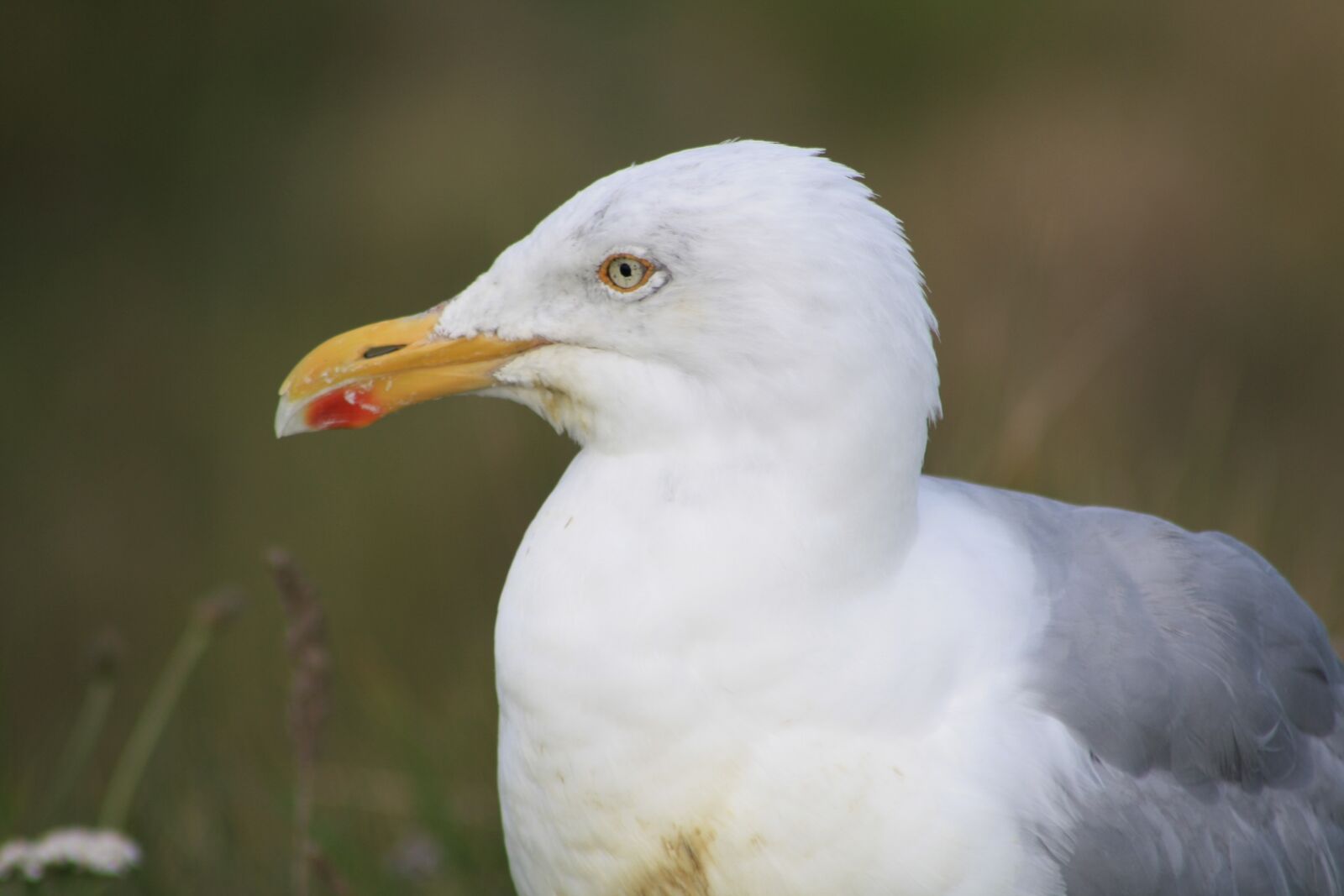 Canon EOS 1000D (EOS Digital Rebel XS / EOS Kiss F) sample photo. Herring gull, bill, bird photography