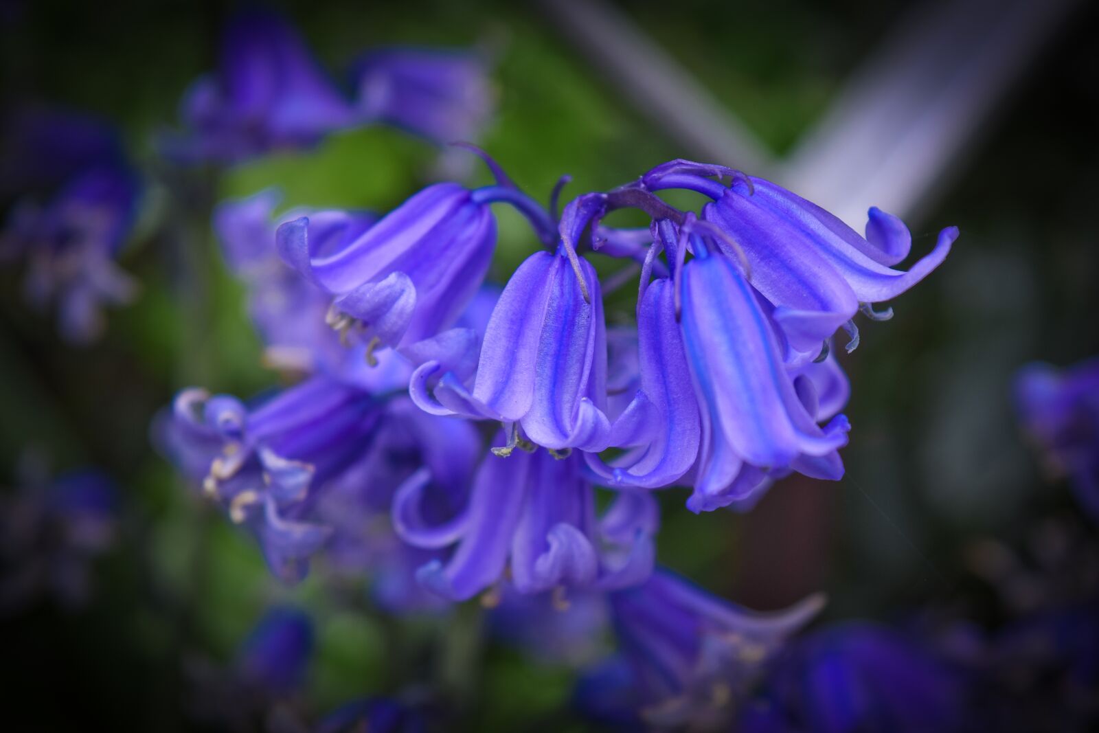 Nikon D3300 sample photo. Flower, bluebell, blue photography