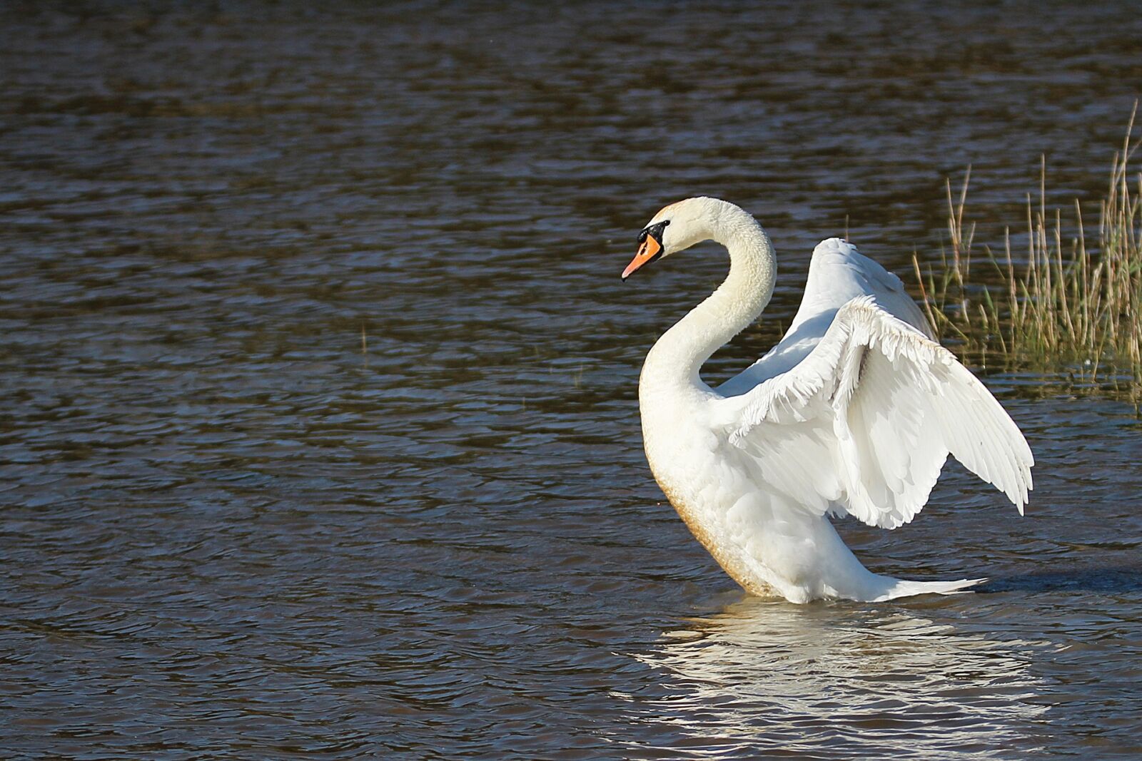 Canon EOS 600D (Rebel EOS T3i / EOS Kiss X5) + Tamron SP 150-600mm F5-6.3 Di VC USD sample photo. Swan, pond, animal photography