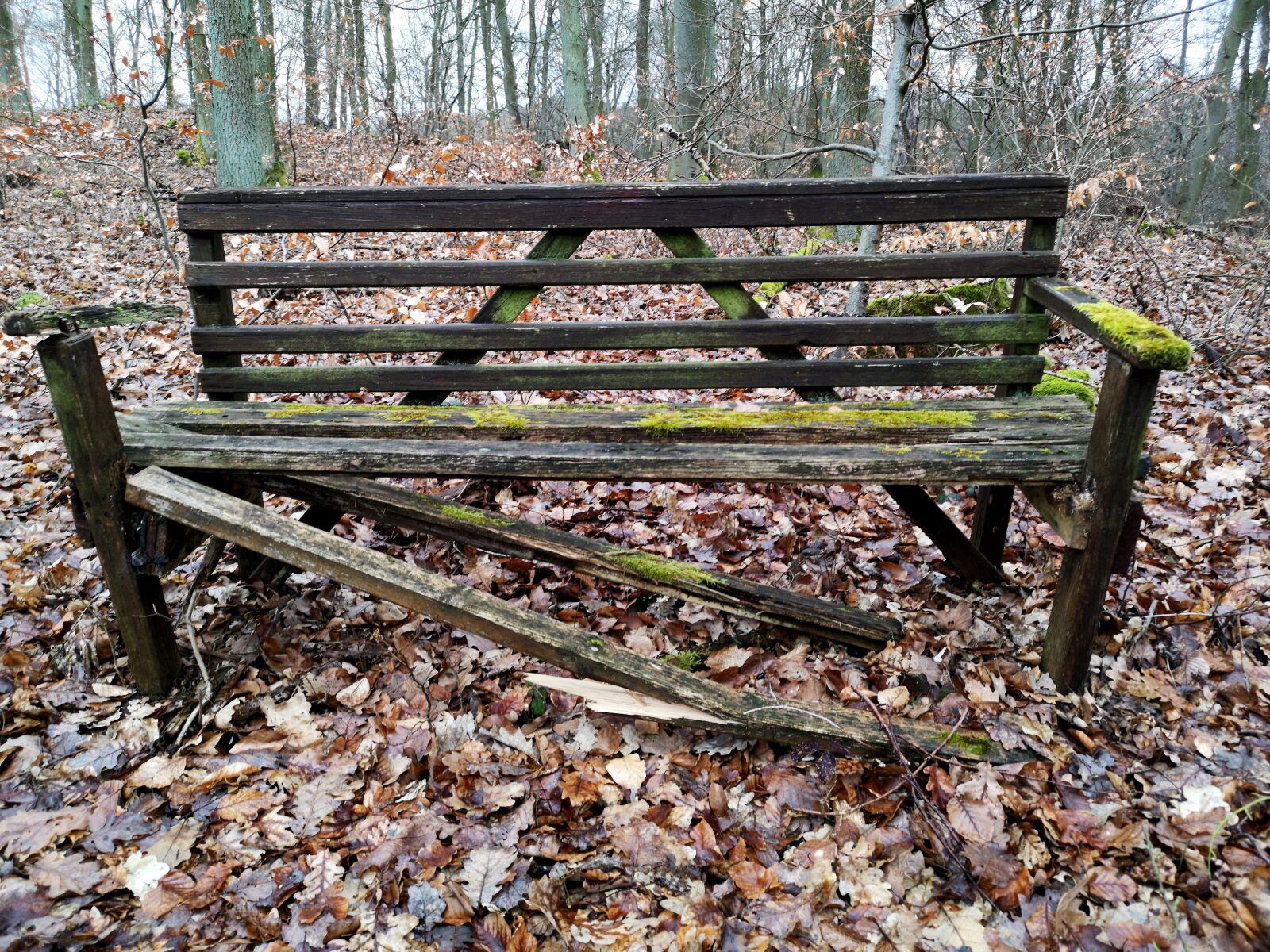 HUAWEI CLT-L29 sample photo. Bank, wood, forest photography