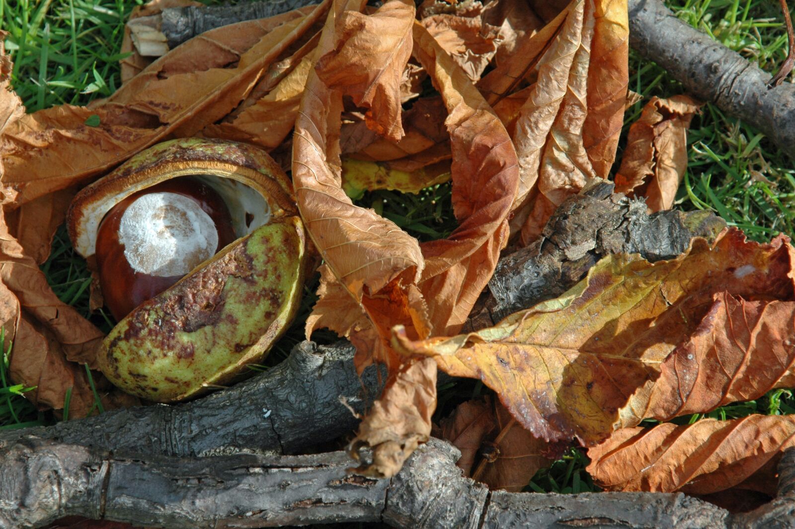 Nikon D70 sample photo. Conkers, horse chestnut, wood photography