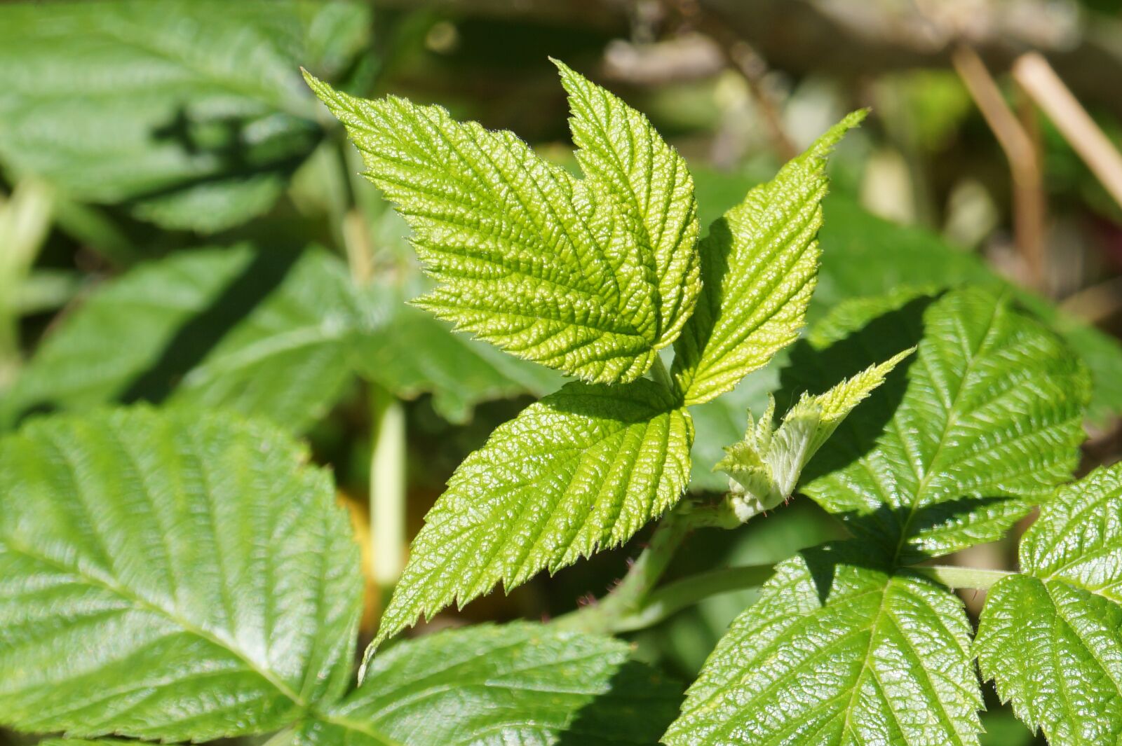 Sony DT 18-55mm F3.5-5.6 SAM II sample photo. Leaf, leaves, green photography