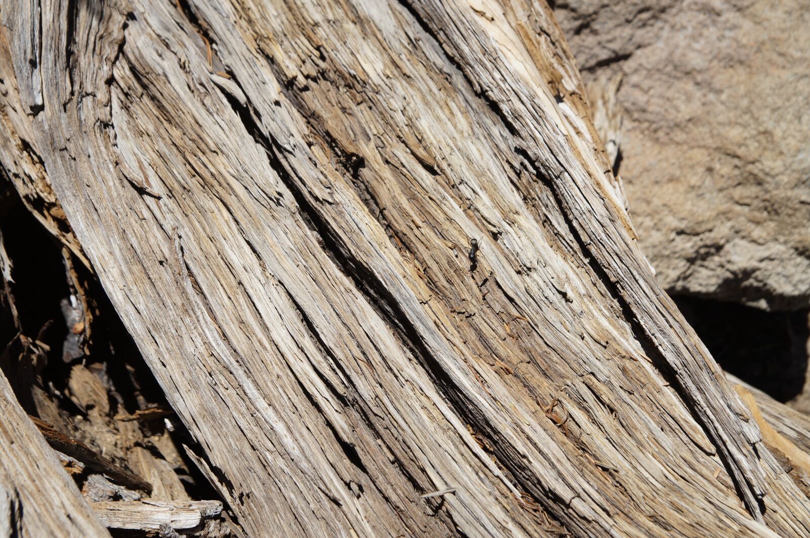 Sony SLT-A37 sample photo. Wood, structure, grain photography
