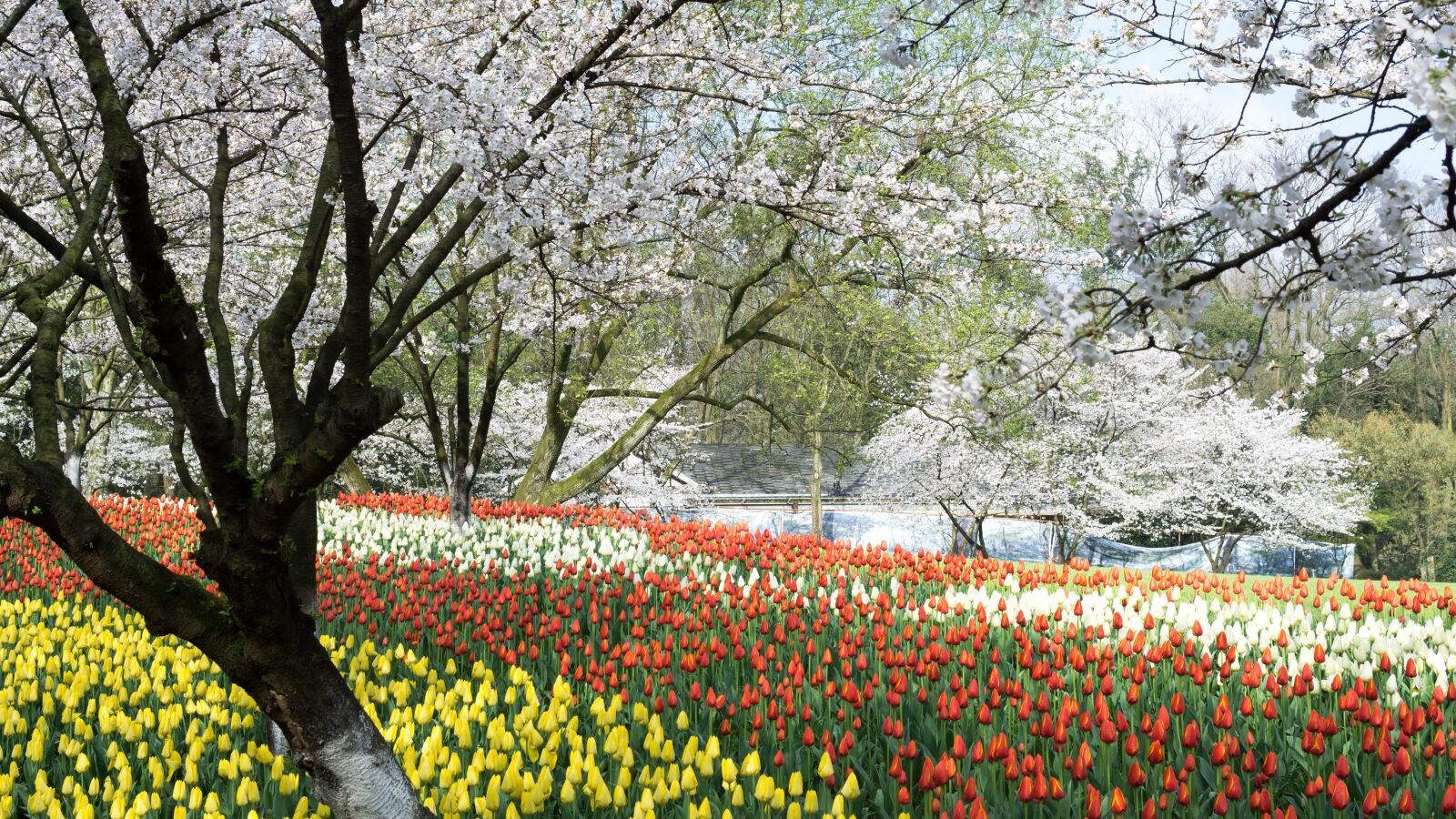30mm F1.4 DC DN | Contemporary 016 sample photo. Cherry blossom, tulip, travel photography