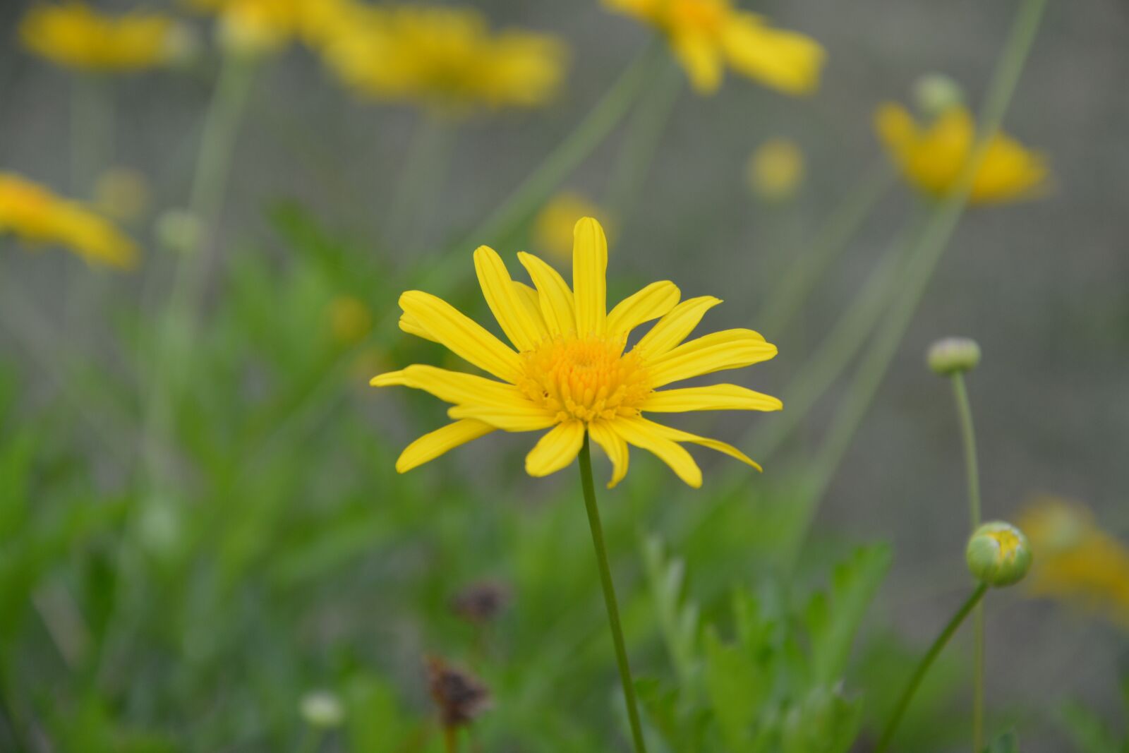 Nikon D5200 sample photo. Flower, yellow daisy, nature photography