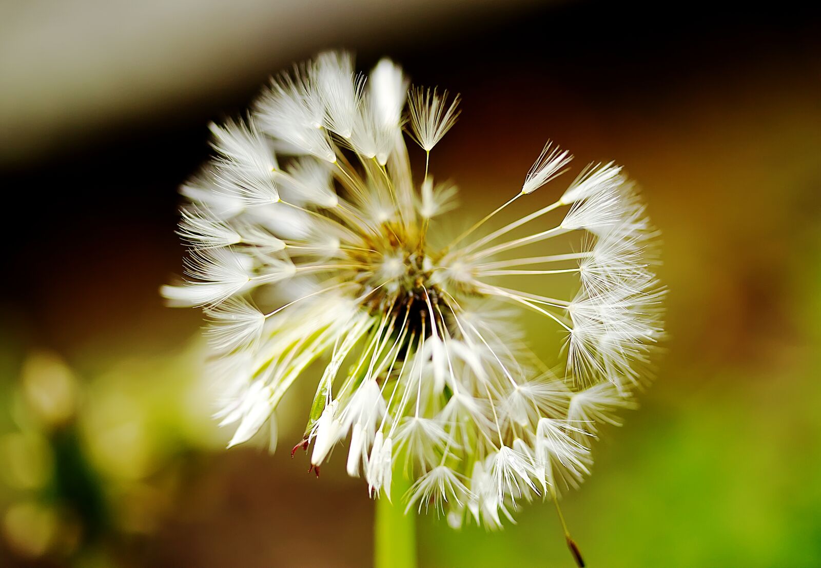 Canon EOS 60D sample photo. Dandelion, flower, seeds photography