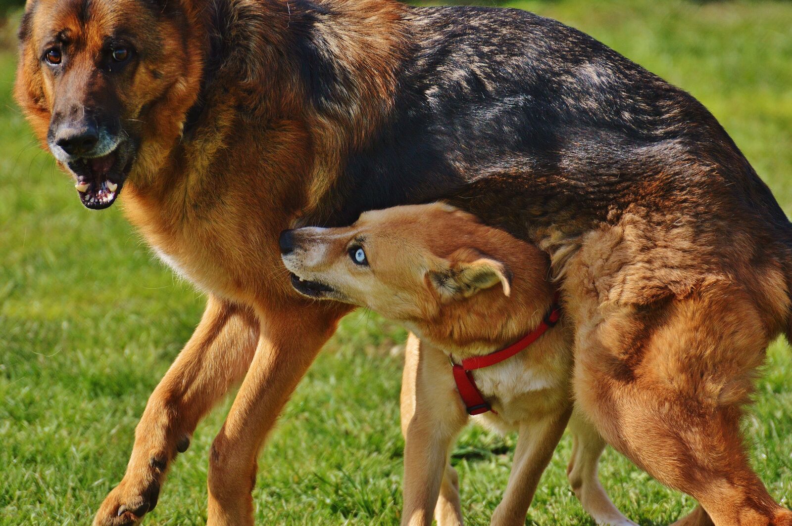 Nikon D3200 sample photo. Dogs, fur, play photography