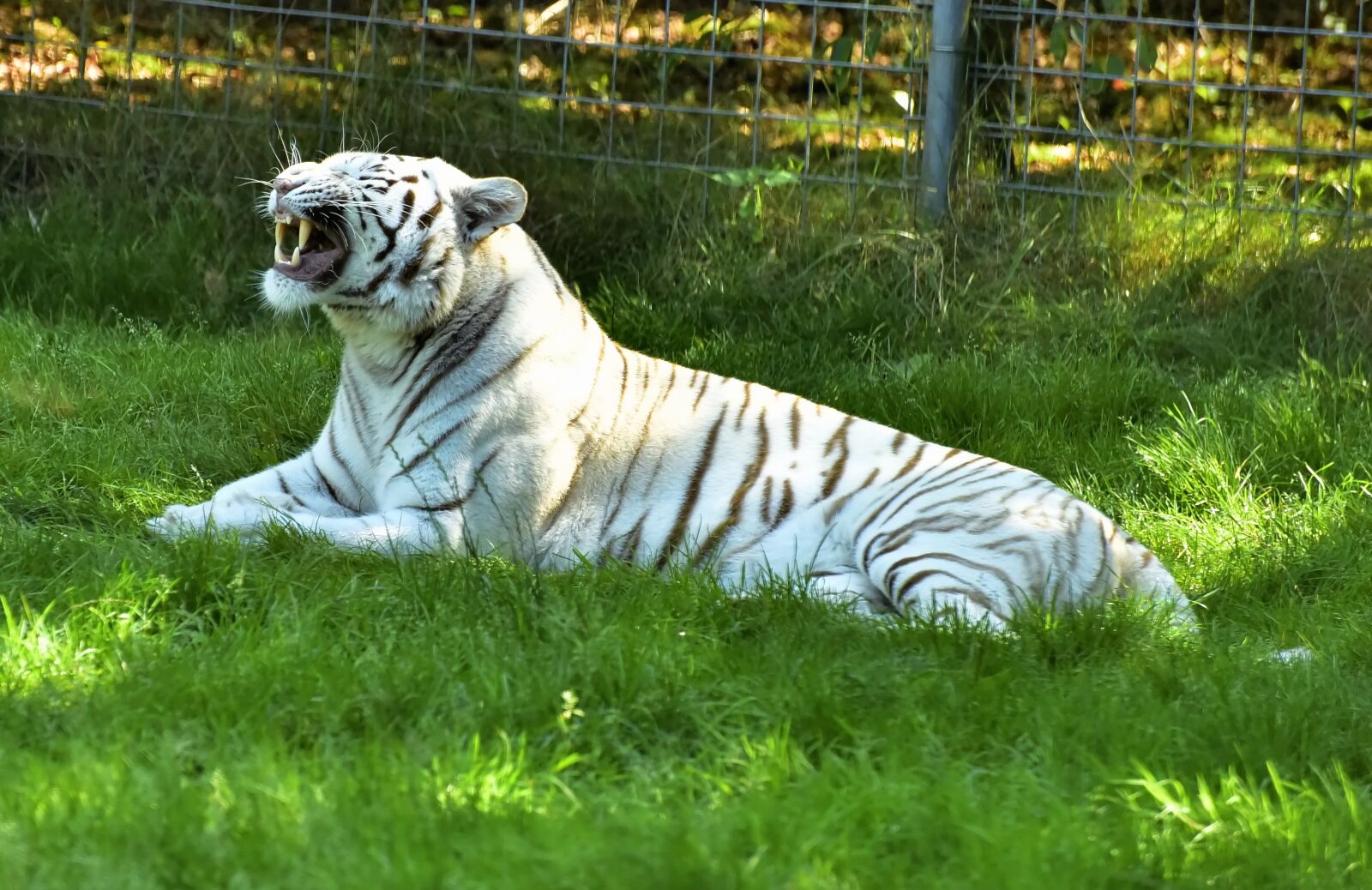 Nikon D750 sample photo. Tiger, feline, cat photography