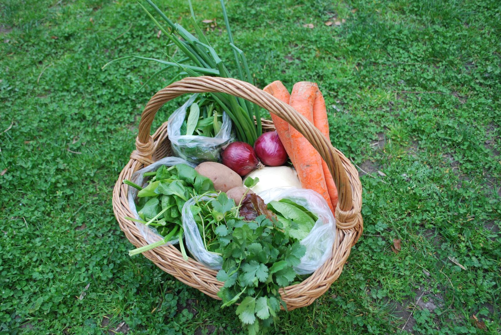Nikon D60 sample photo. Green, carrot, food photography