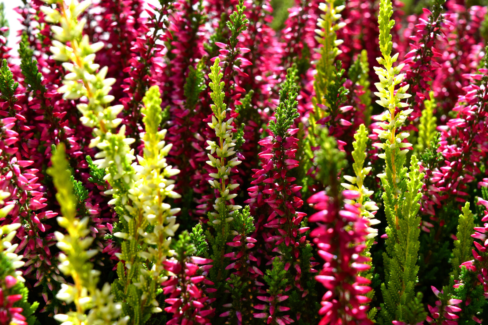 Nikon D3300 sample photo. Autumn, heather, wrzos photography