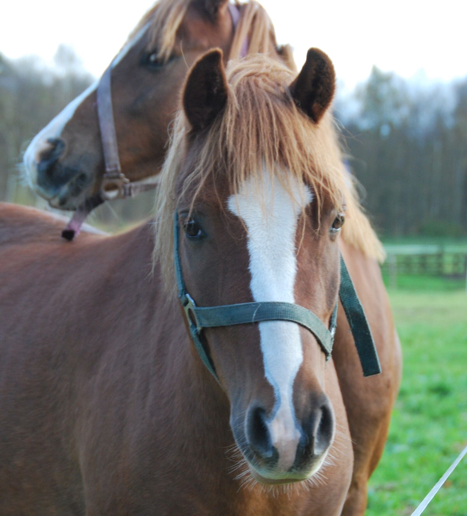 Nikon D60 sample photo. Animals, horses, pferdeportrait photography
