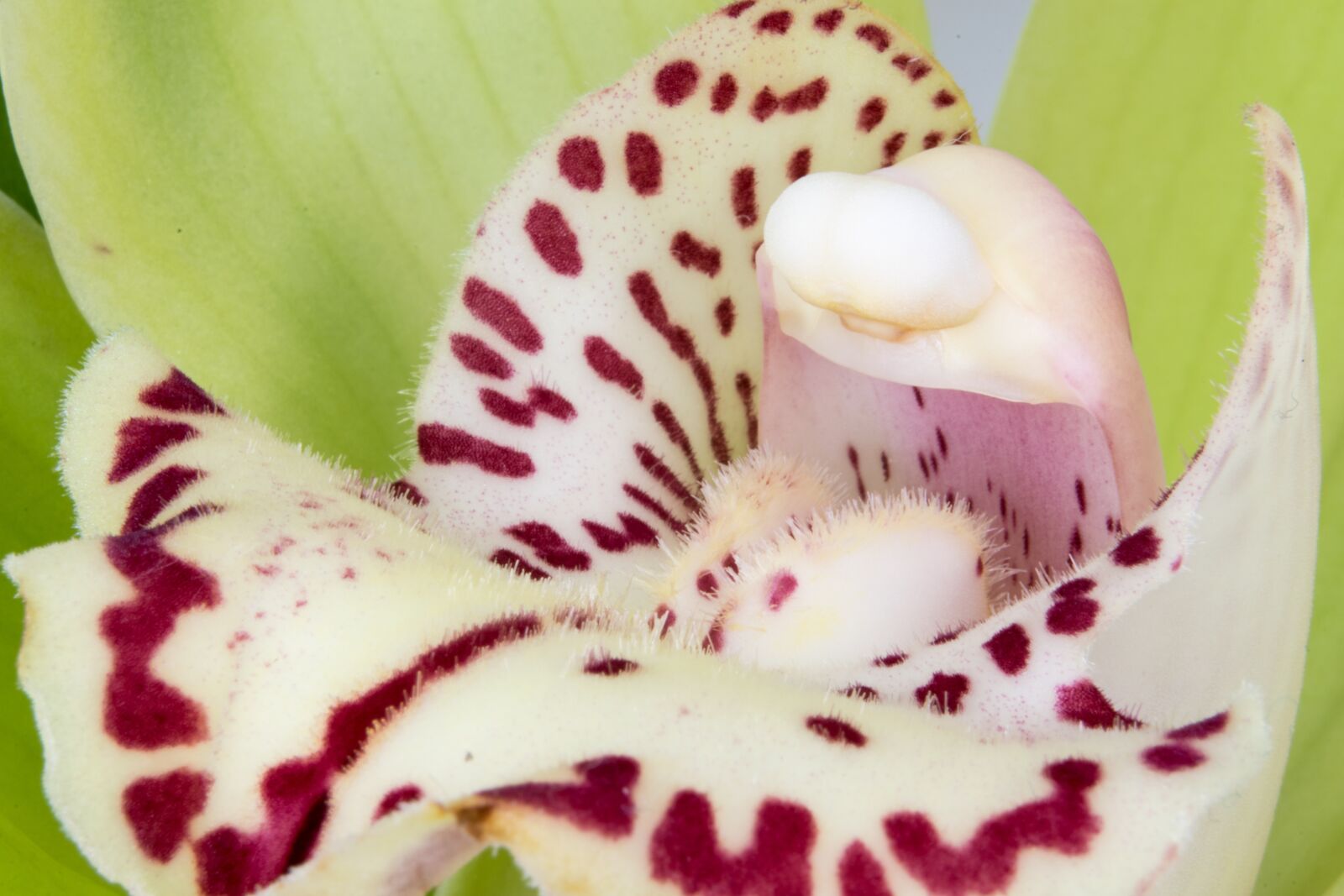 Nikon D5300 sample photo. Cymbidium, orchid, orchidaceae photography