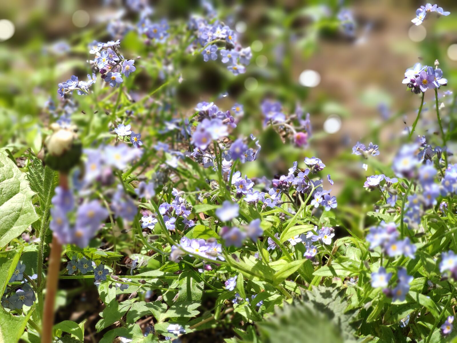 Xiaomi Mi 9T Pro sample photo. Nature, flowers, spring photography
