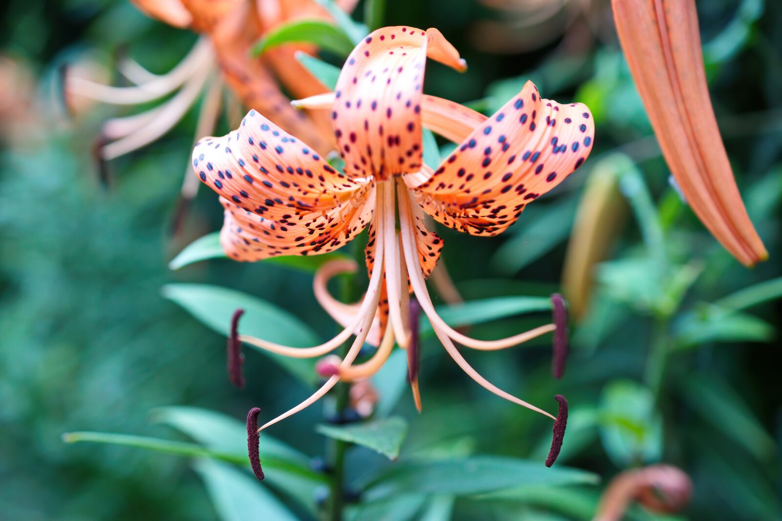 Nikon D5300 sample photo. Flowers, lily flower, orange photography