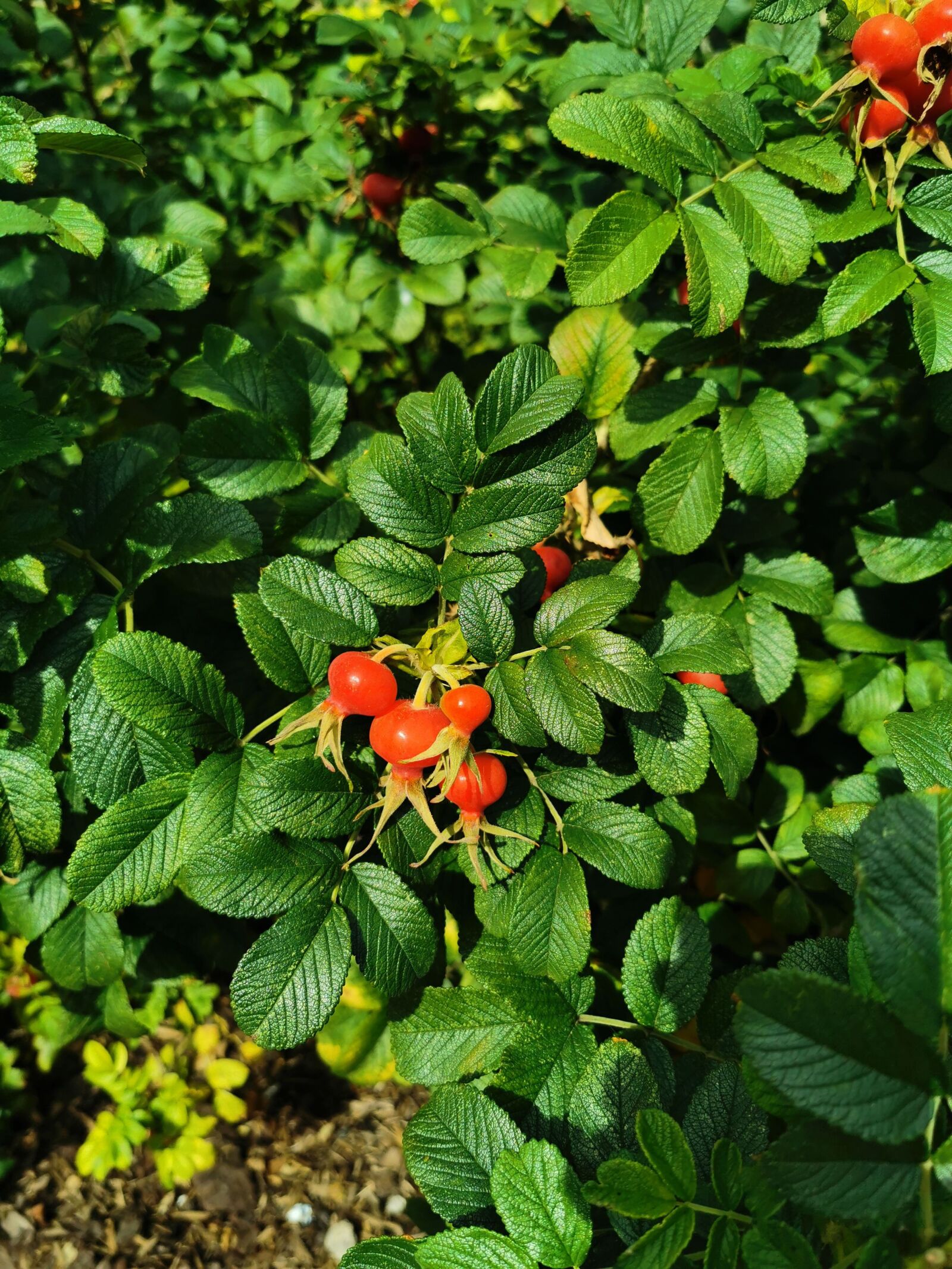 HUAWEI VOG-L29 sample photo. Nature, landscape, poland photography