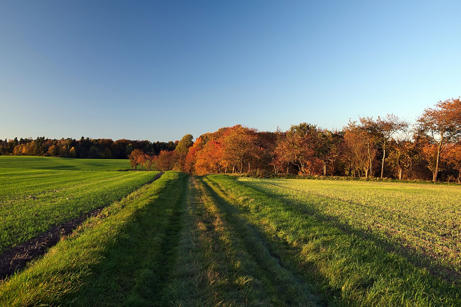 Nikon D3300 sample photo. Evening sun, forest, autumn photography