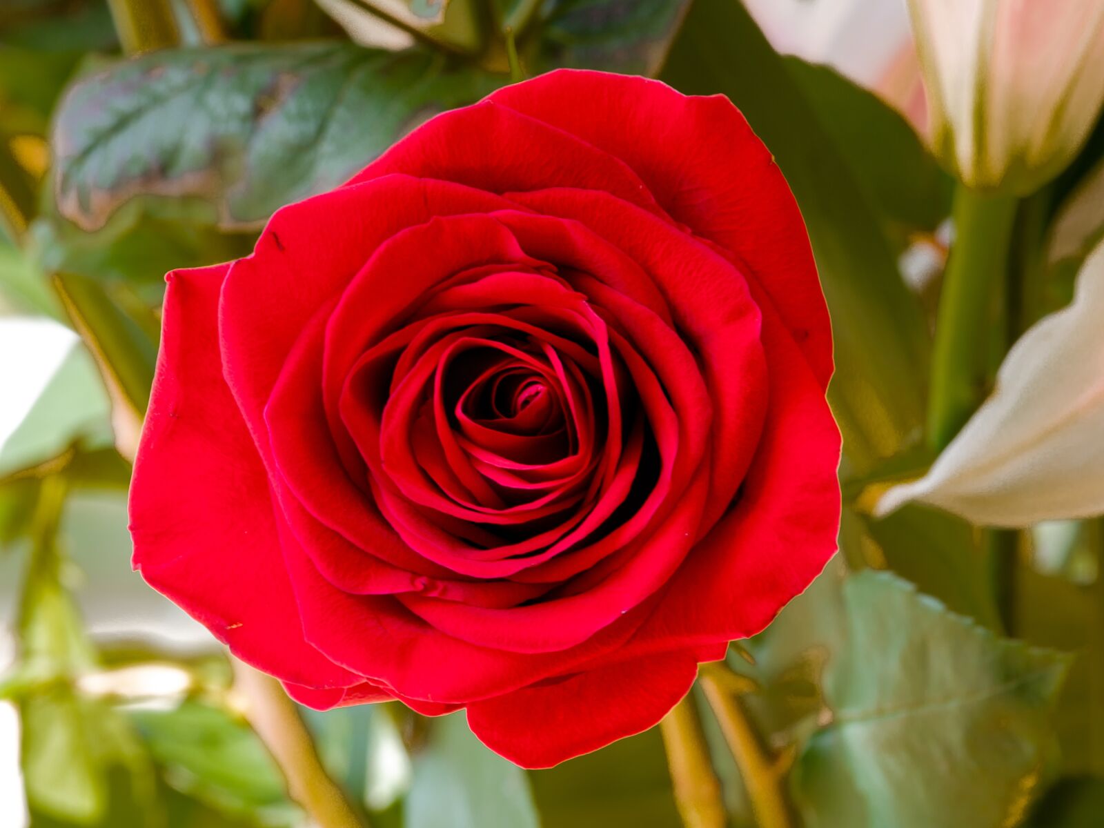 Canon EF 180mm F3.5L Macro USM sample photo. Rose, flower, petal photography