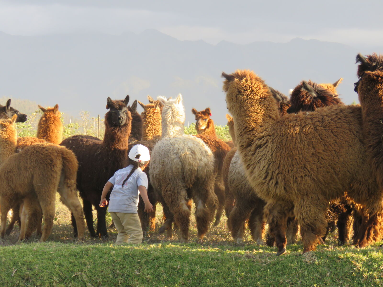 Canon PowerShot SX60 HS sample photo. Boss, boy, leader, llama photography