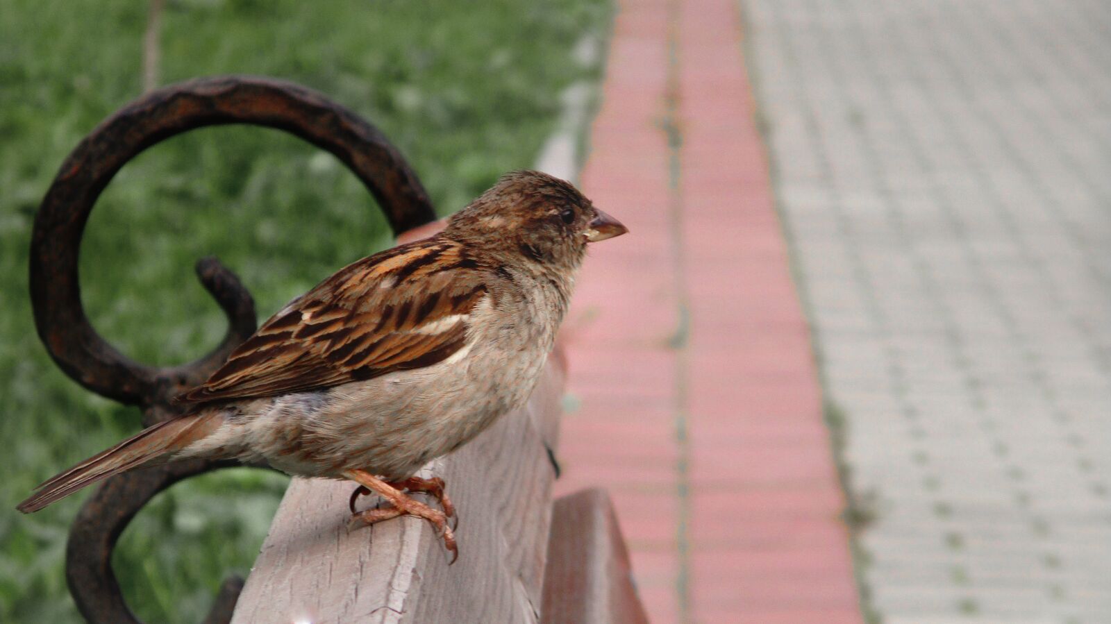 Canon IXUS 185 sample photo. Sparrow, bird, chick photography