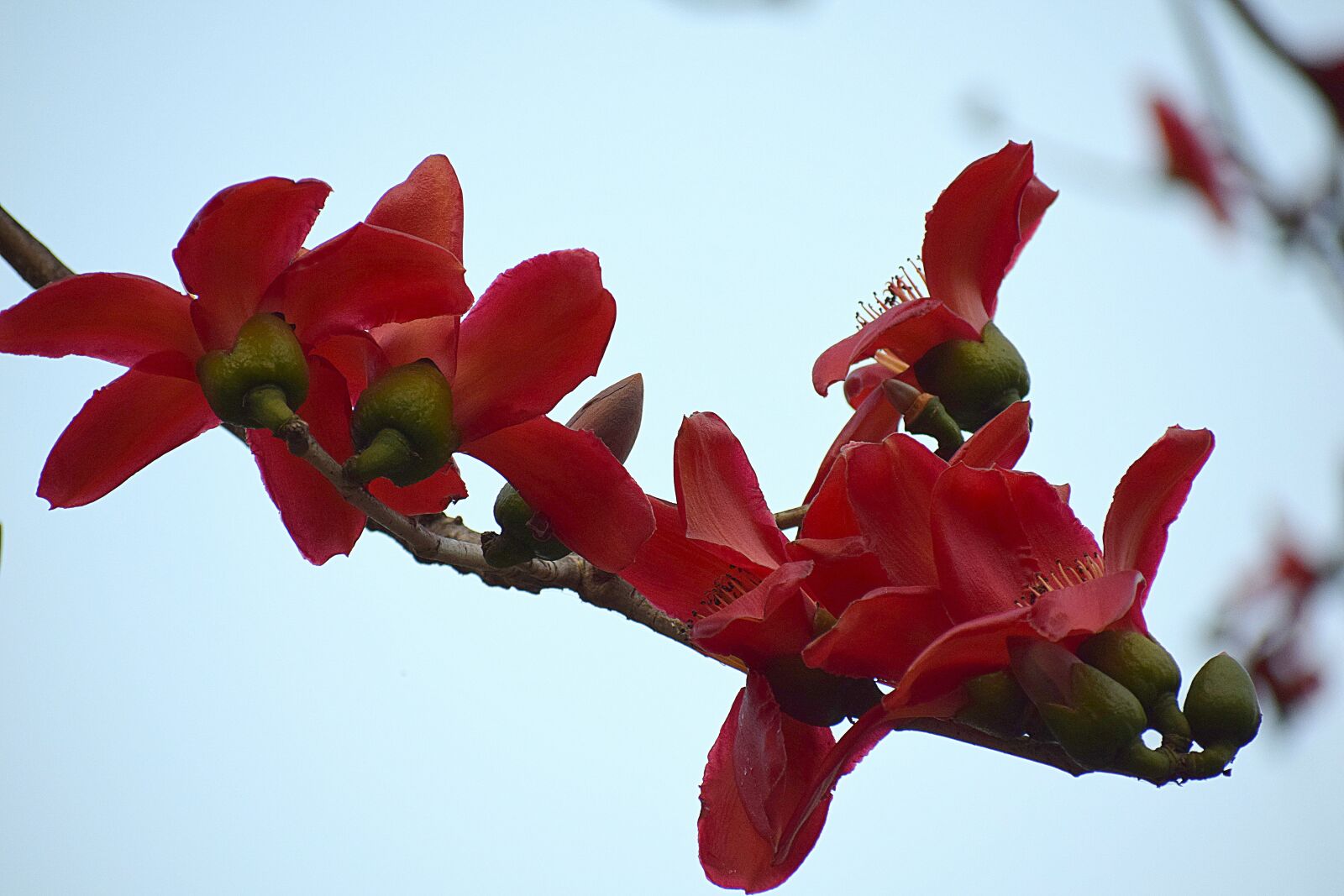 Nikon D3300 sample photo. Flower, nature, flora photography