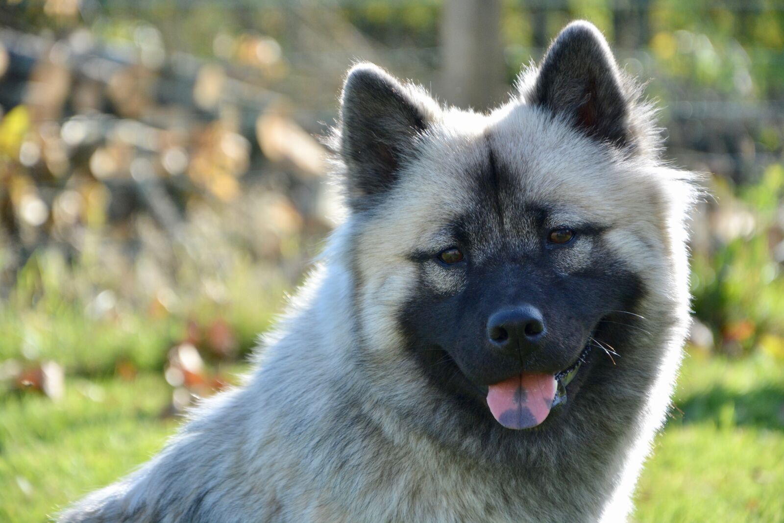 Nikon D5200 sample photo. Dog, bitch, dog eurasier photography