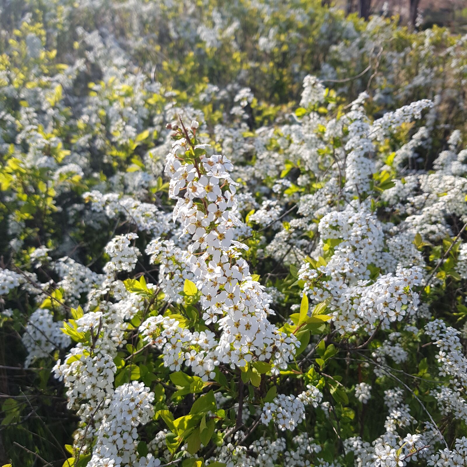 Samsung Galaxy S8 sample photo. Flowers, nature, white photography
