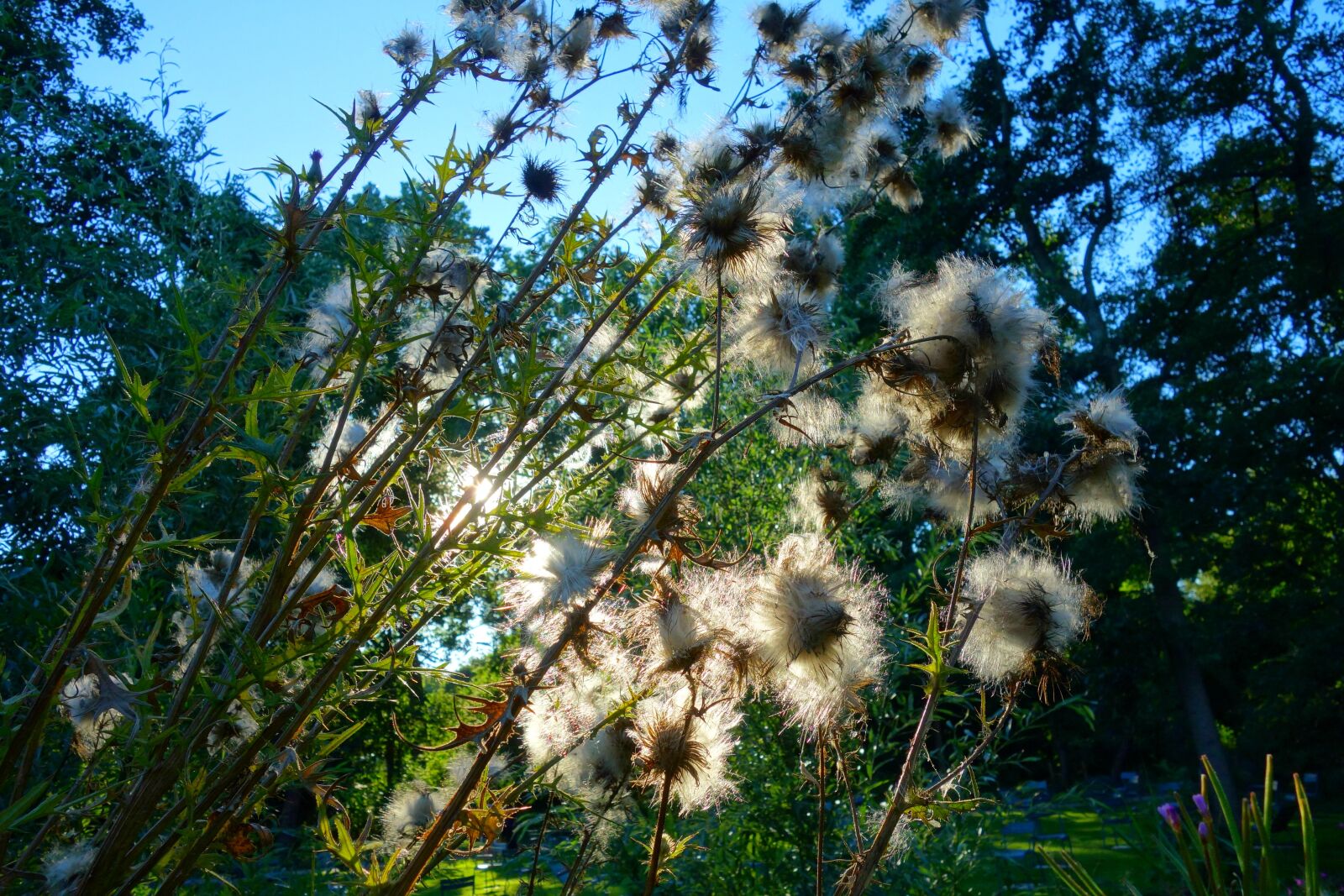 Sony Cyber-shot DSC-RX100 sample photo. Thistle, thistle down, plant photography