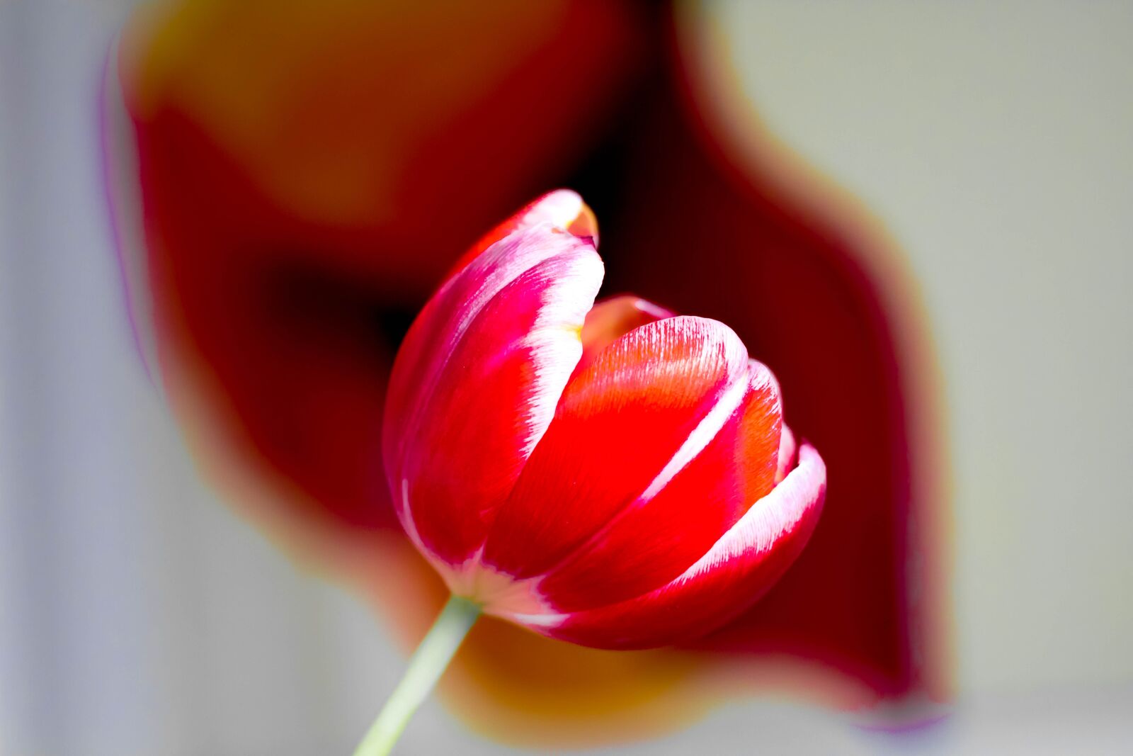 Canon EOS 750D (EOS Rebel T6i / EOS Kiss X8i) sample photo. Tulip, art, out of photography