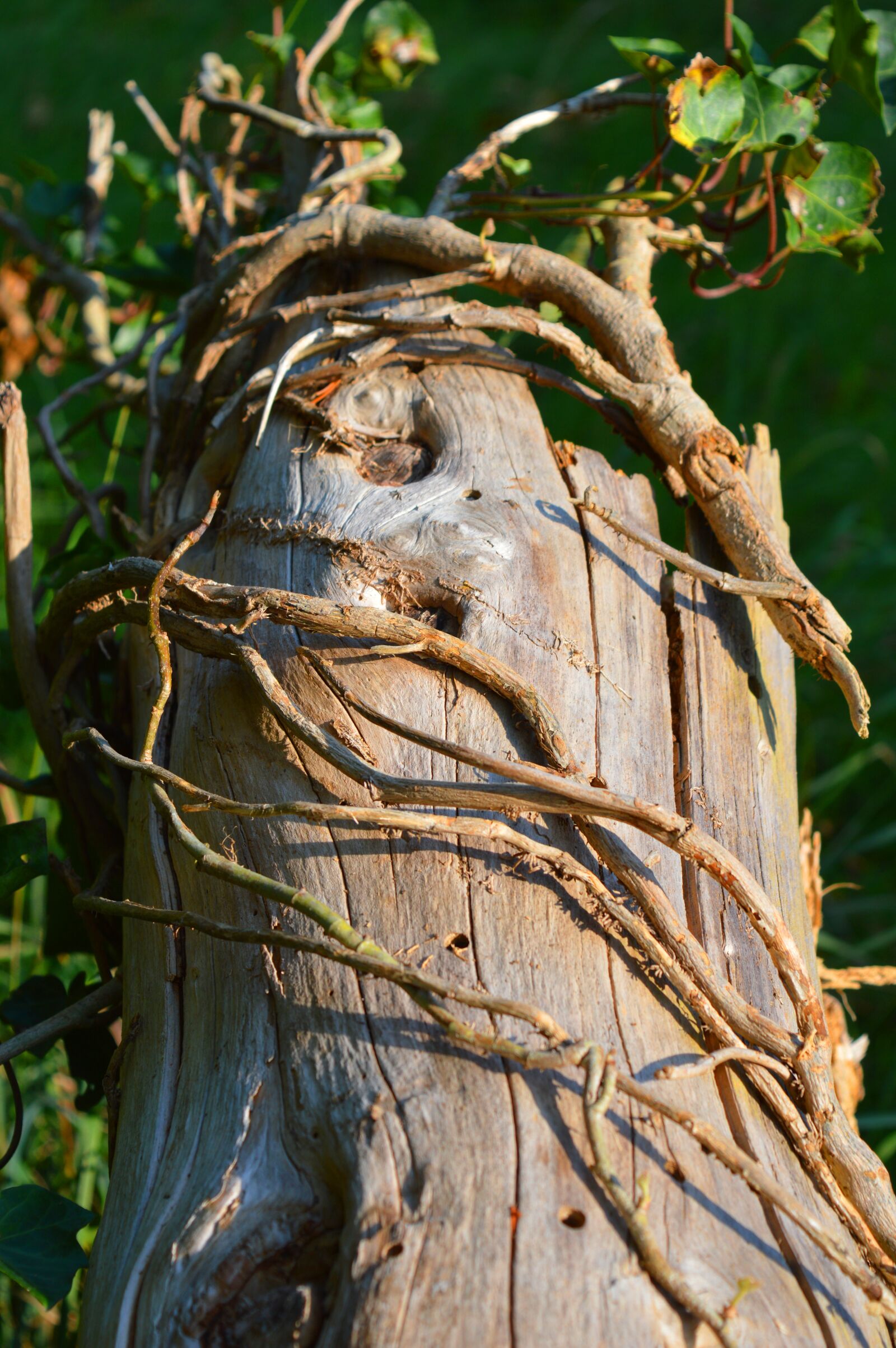 Nikon D3200 sample photo. Log, nature, close up photography