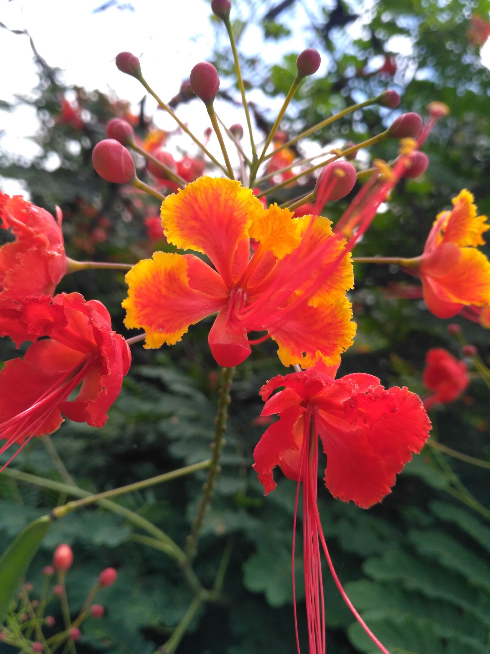 Xiaomi Redmi 3S sample photo