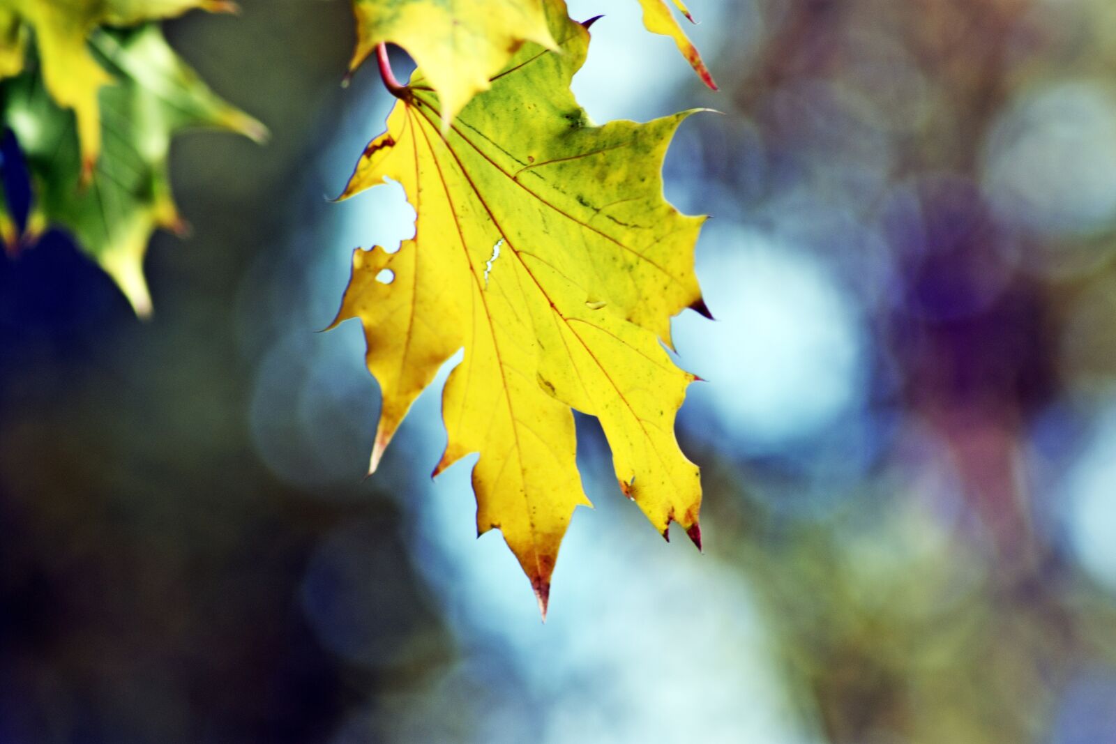 Nikon D3400 sample photo. Holidays, foliage, wood photography