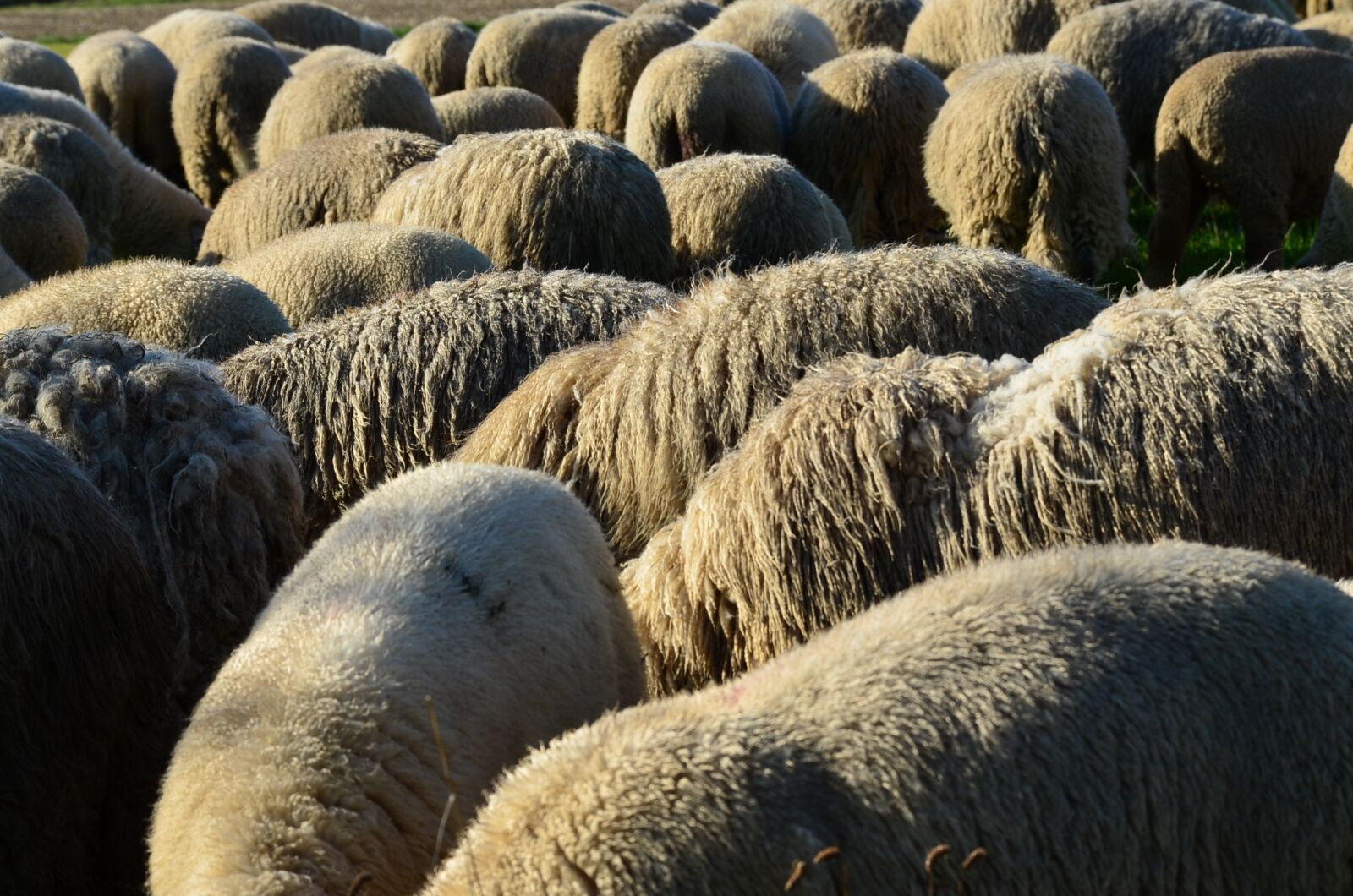 Nikon D5100 sample photo. Headless, sheep, quantitative photography