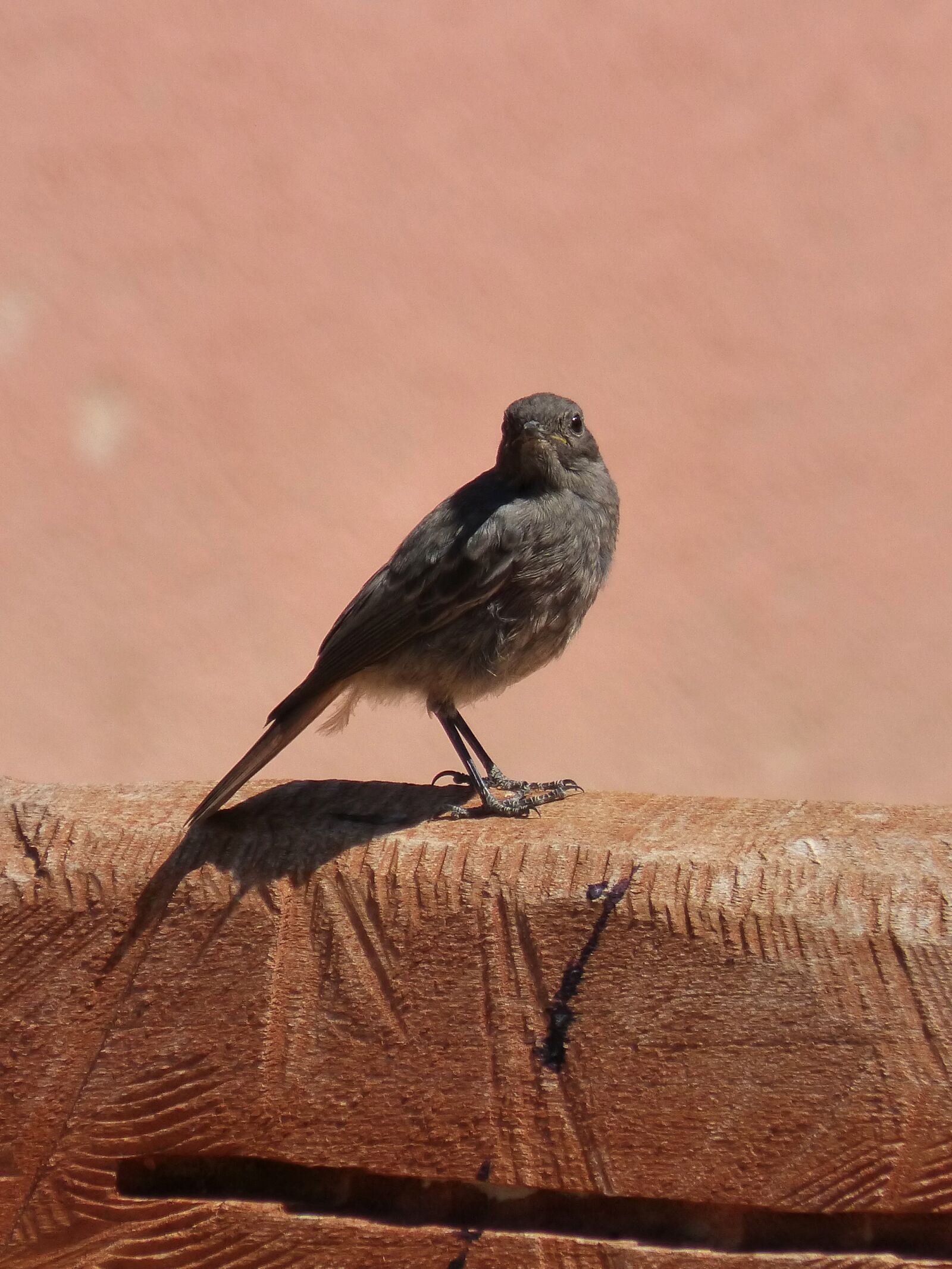 Panasonic DMC-FZ62 sample photo. Phoenicurus ochruros, black redstart photography