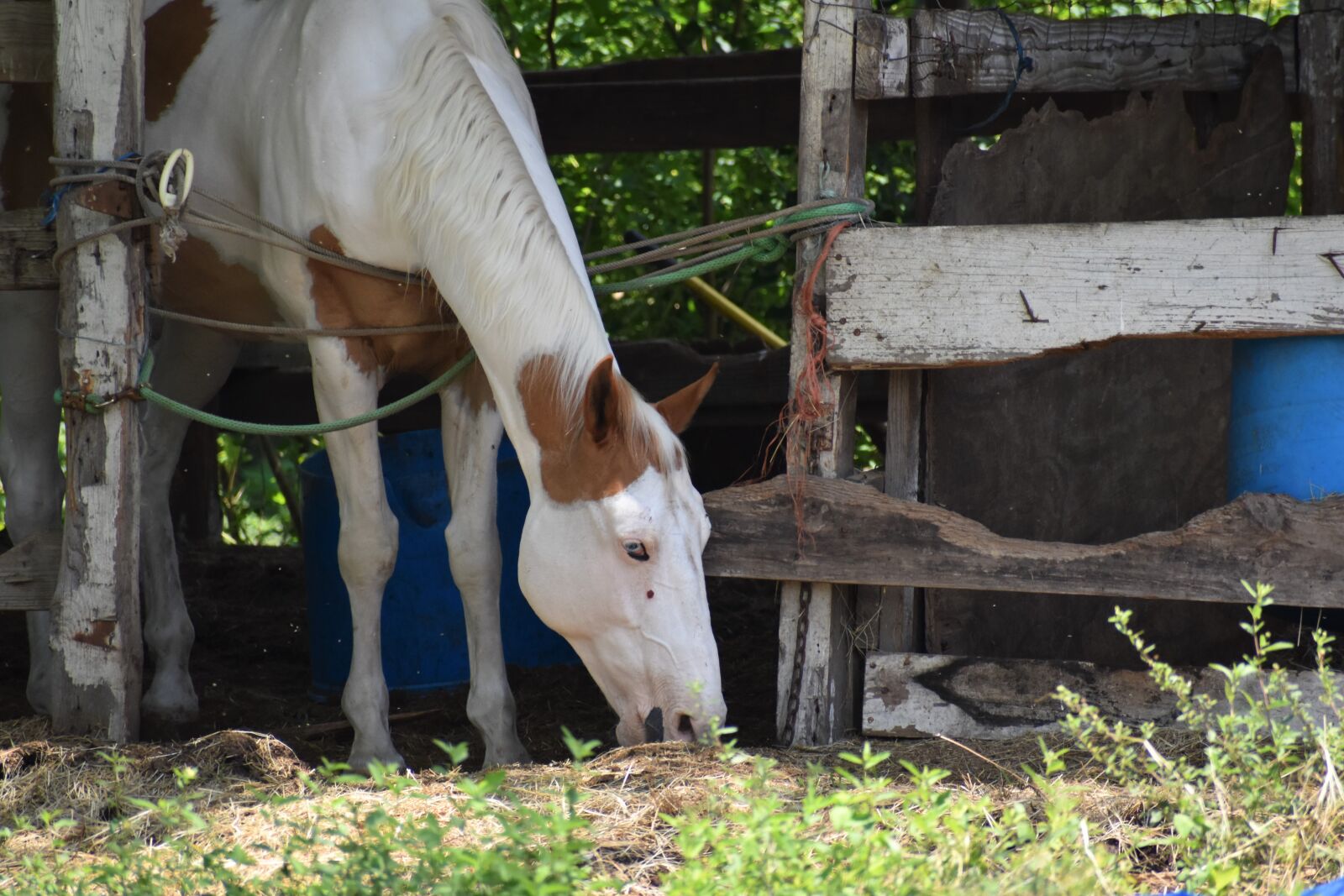 Nikon D3500 sample photo. Horse, grazing, stable photography