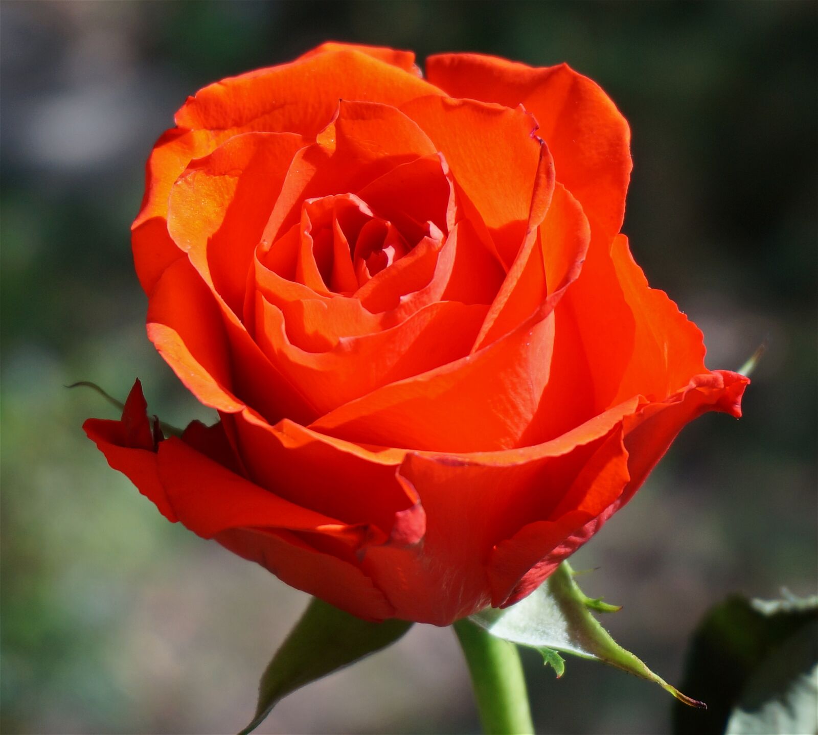 Sony Alpha NEX-5T sample photo. Orange rose, rose, flower photography