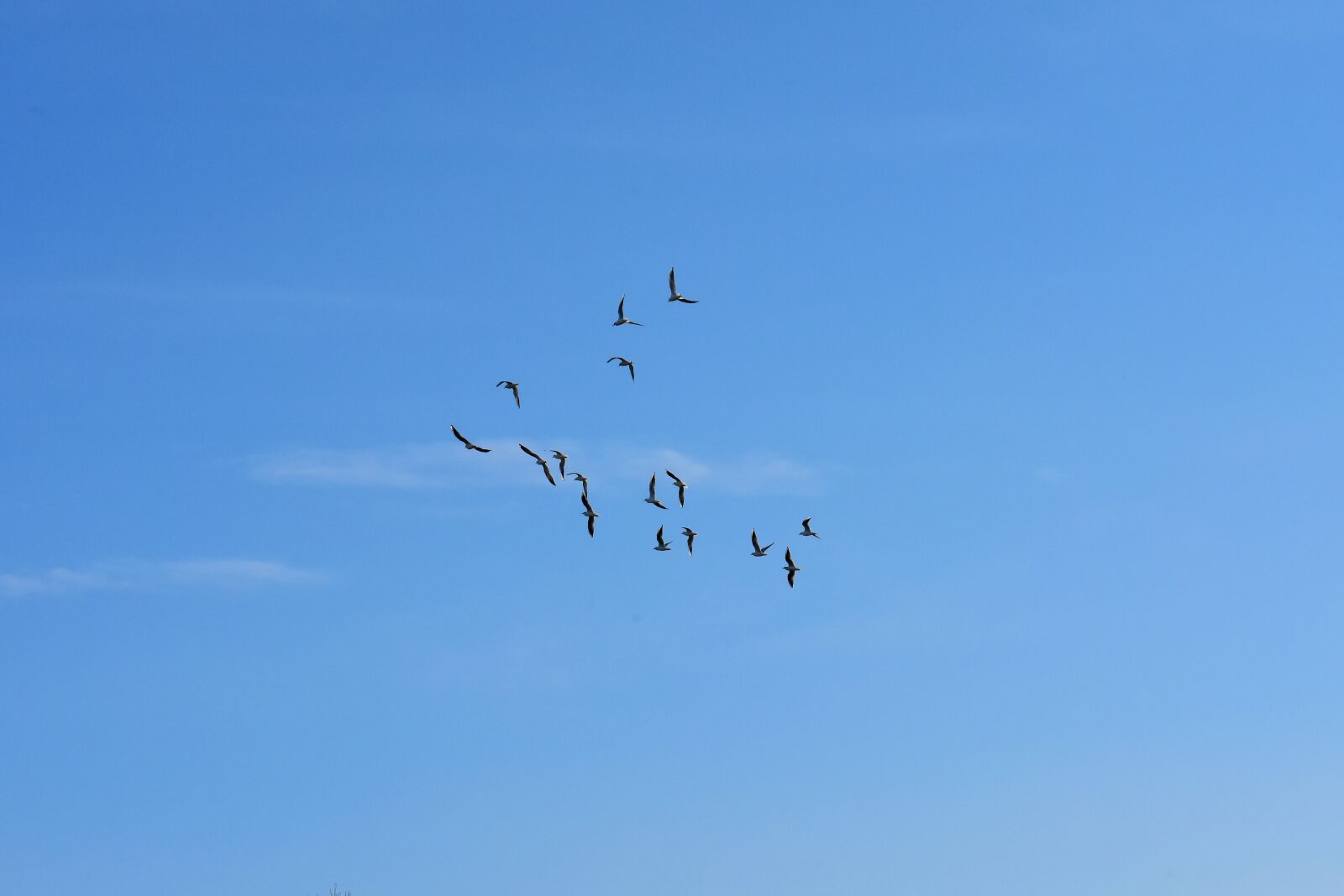 Nikon D7200 sample photo. Gulls, swarm, birds photography