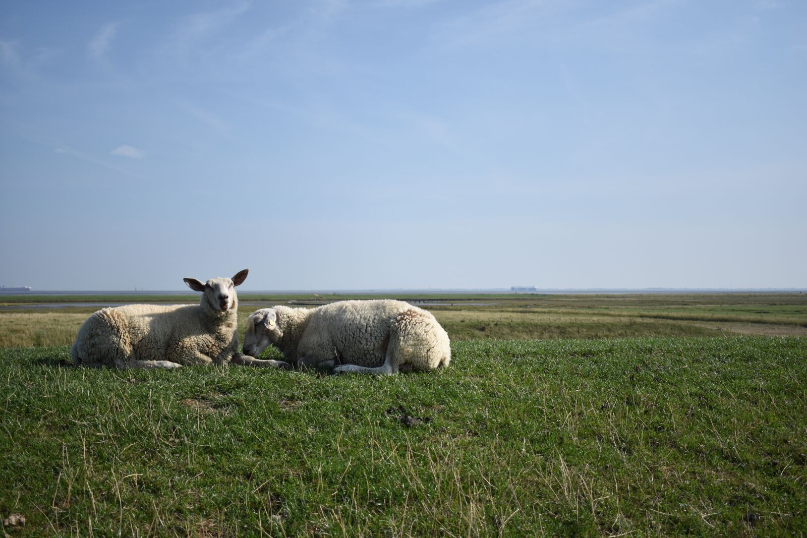 Nikon D3400 sample photo. Sheep, north sea, dike photography