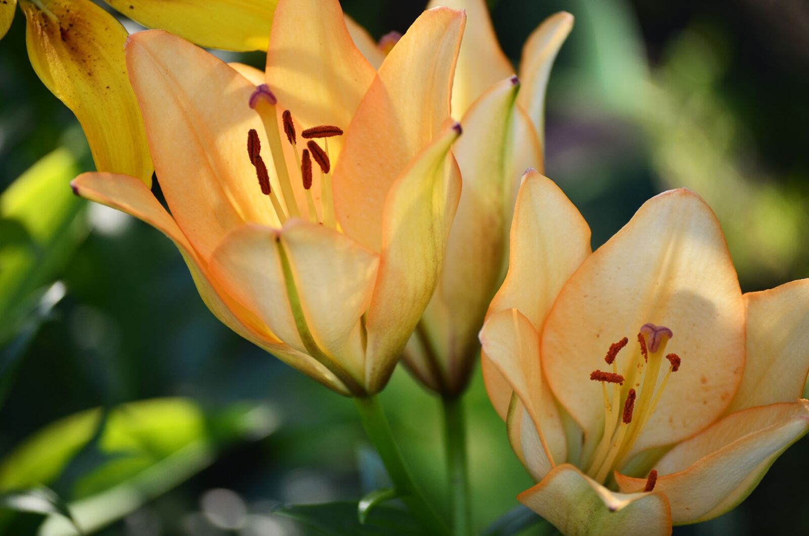 Nikon D5100 sample photo. Flowers, lily, summer photography