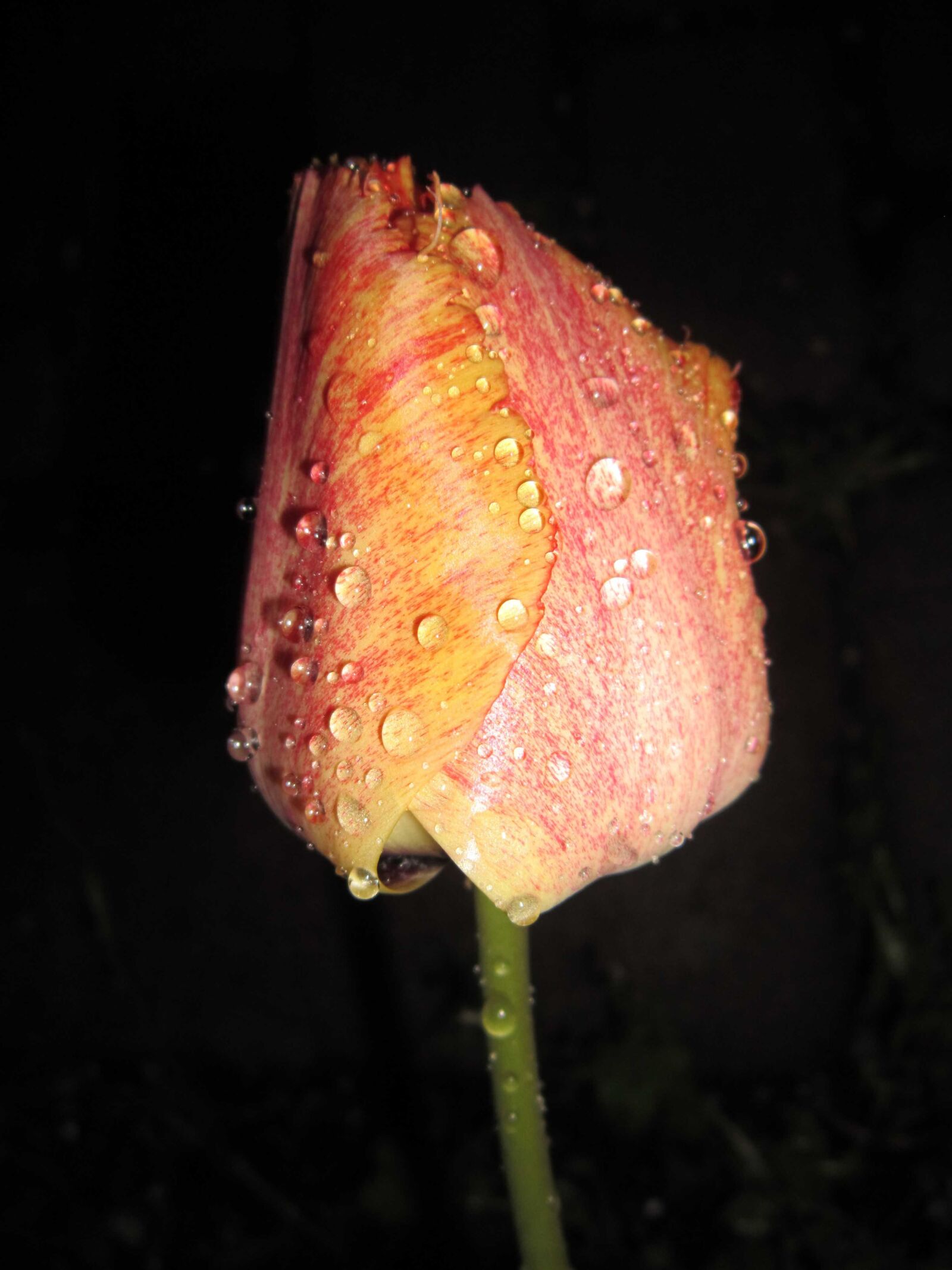 Canon PowerShot A3200 IS sample photo. Nature, tulip, dew, moisture photography