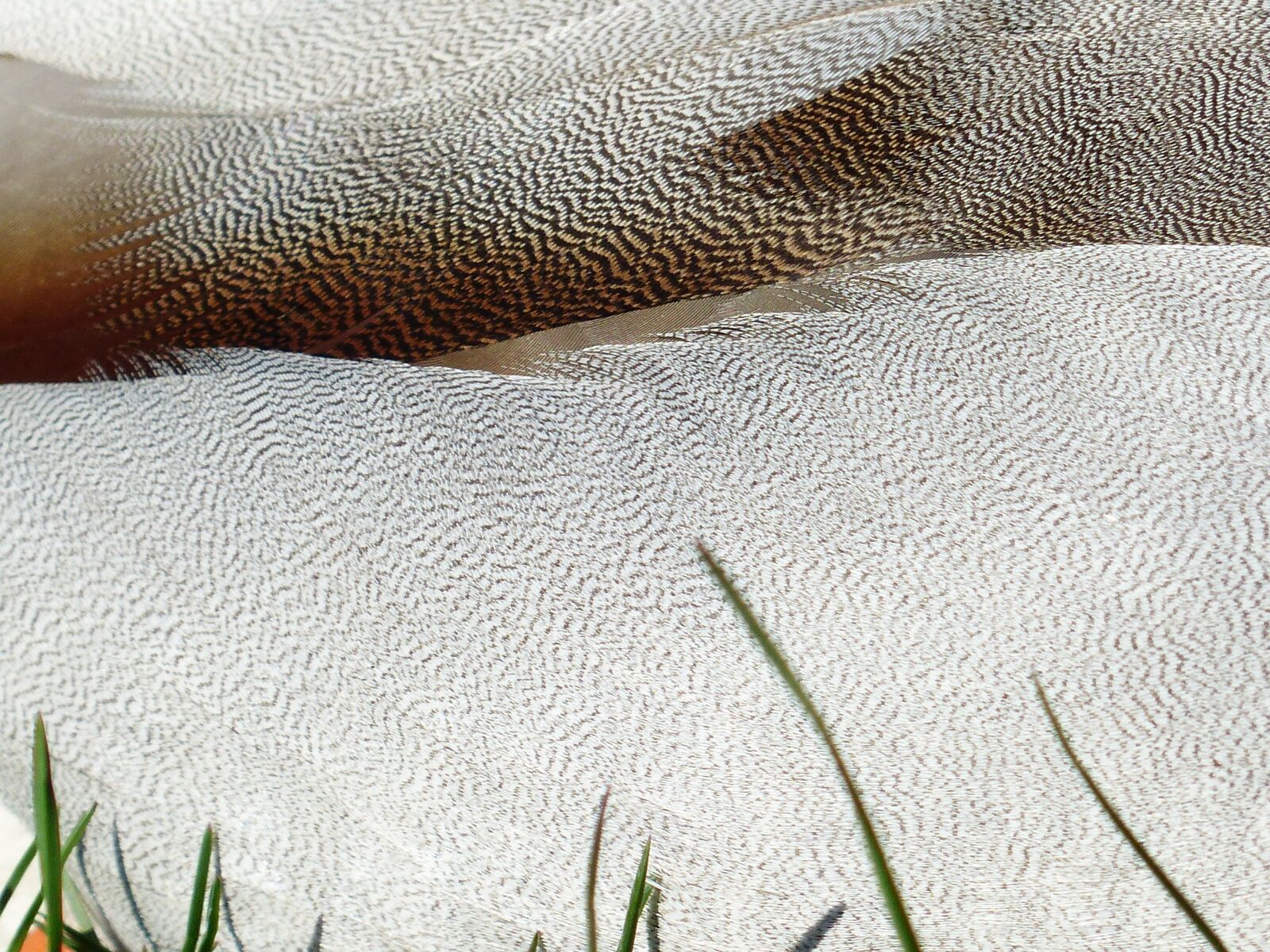 Panasonic Lumix DMC-FZ200 sample photo. Plumage, feather, white photography