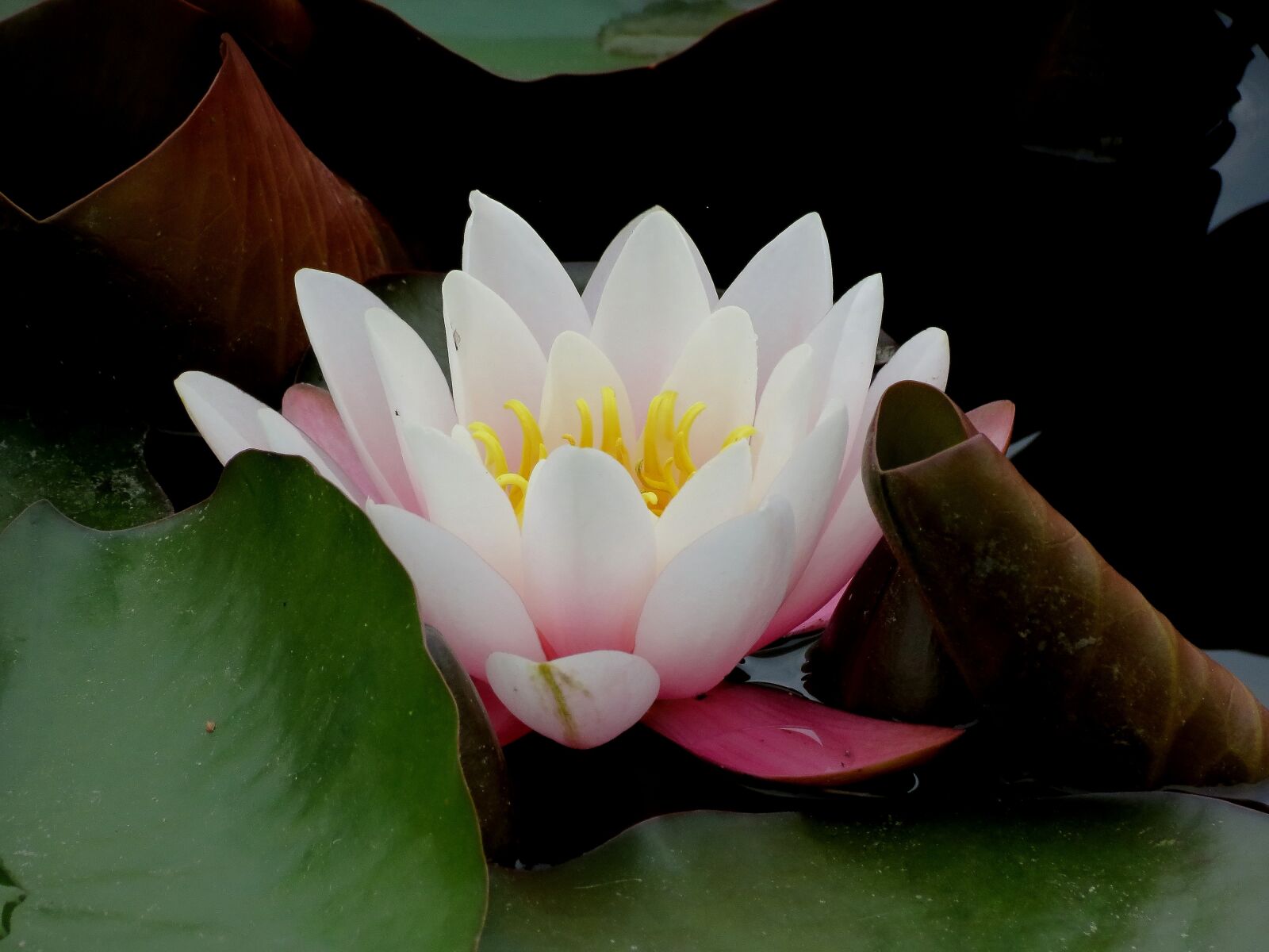 Canon PowerShot SX40 HS sample photo. Waterlilies, chalice, water photography