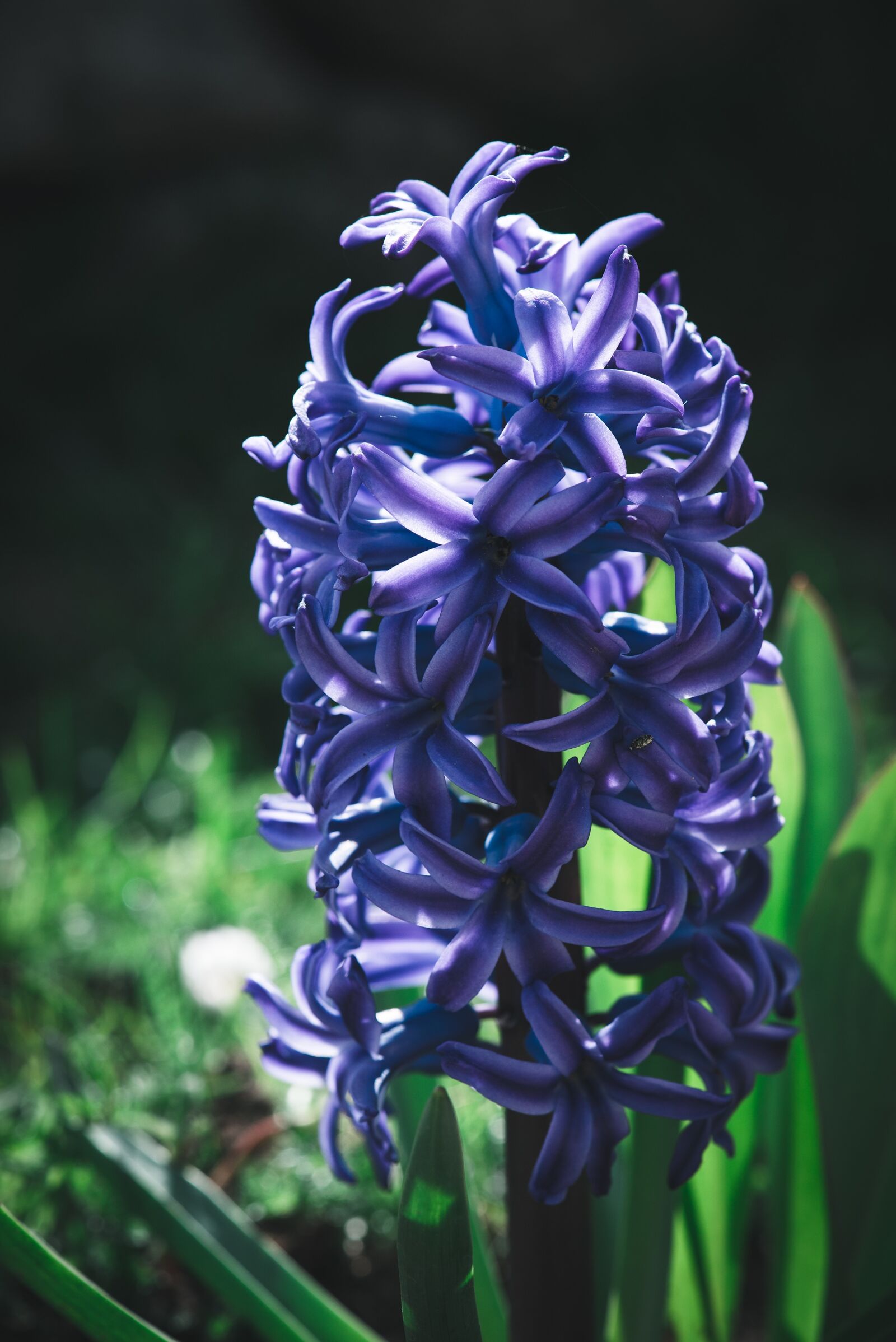 Nikon D750 sample photo. Hyacinth, flower, blue photography