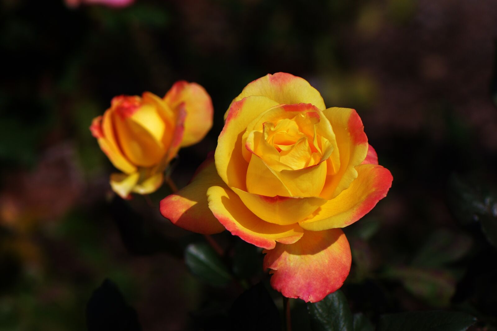 Nikon D7100 sample photo. Rose, yellow, petals photography
