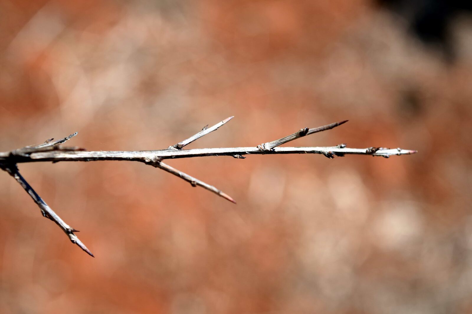 Nikon D3300 sample photo. Shrub, plant, nature, tree photography