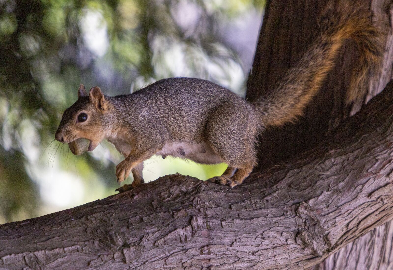 Canon EF 70-200mm F2.8L IS USM sample photo. Squirrel, tree, animal photography