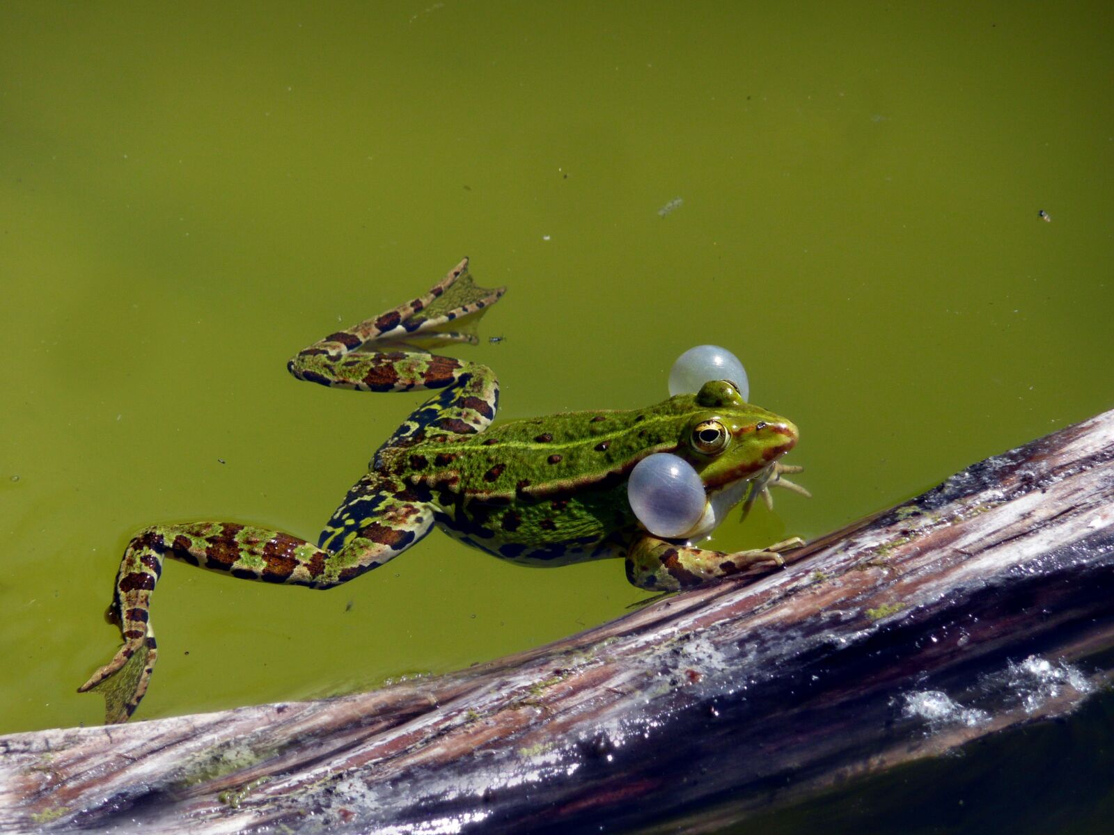 Panasonic DMC-TZ3 sample photo. Water frog, spawning time photography