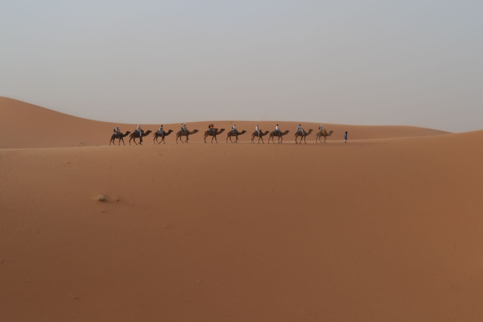 Nikon D3100 sample photo. Desert, dromedary, morocco photography