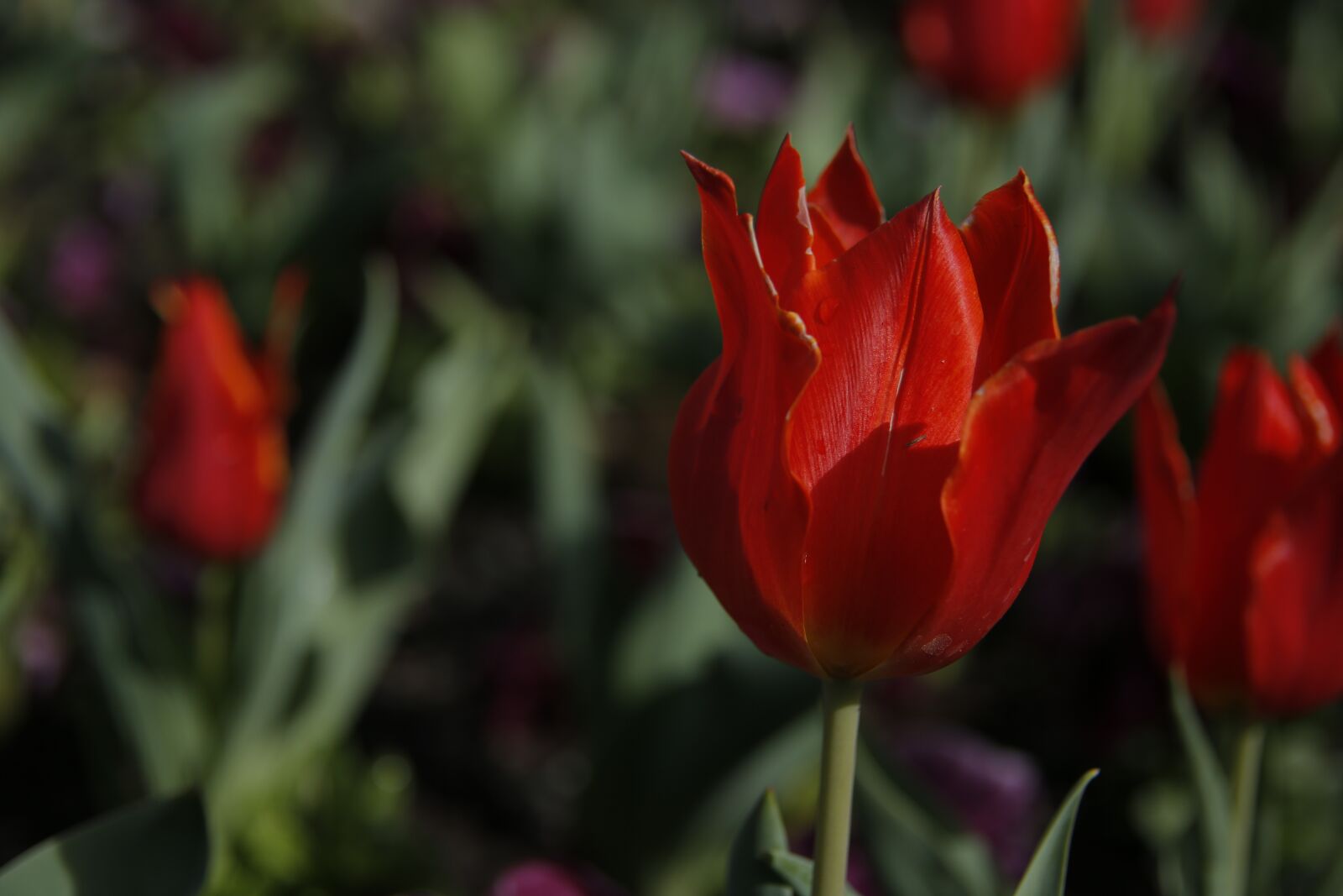 Canon EOS 5D Mark III sample photo. Red, flower, love photography